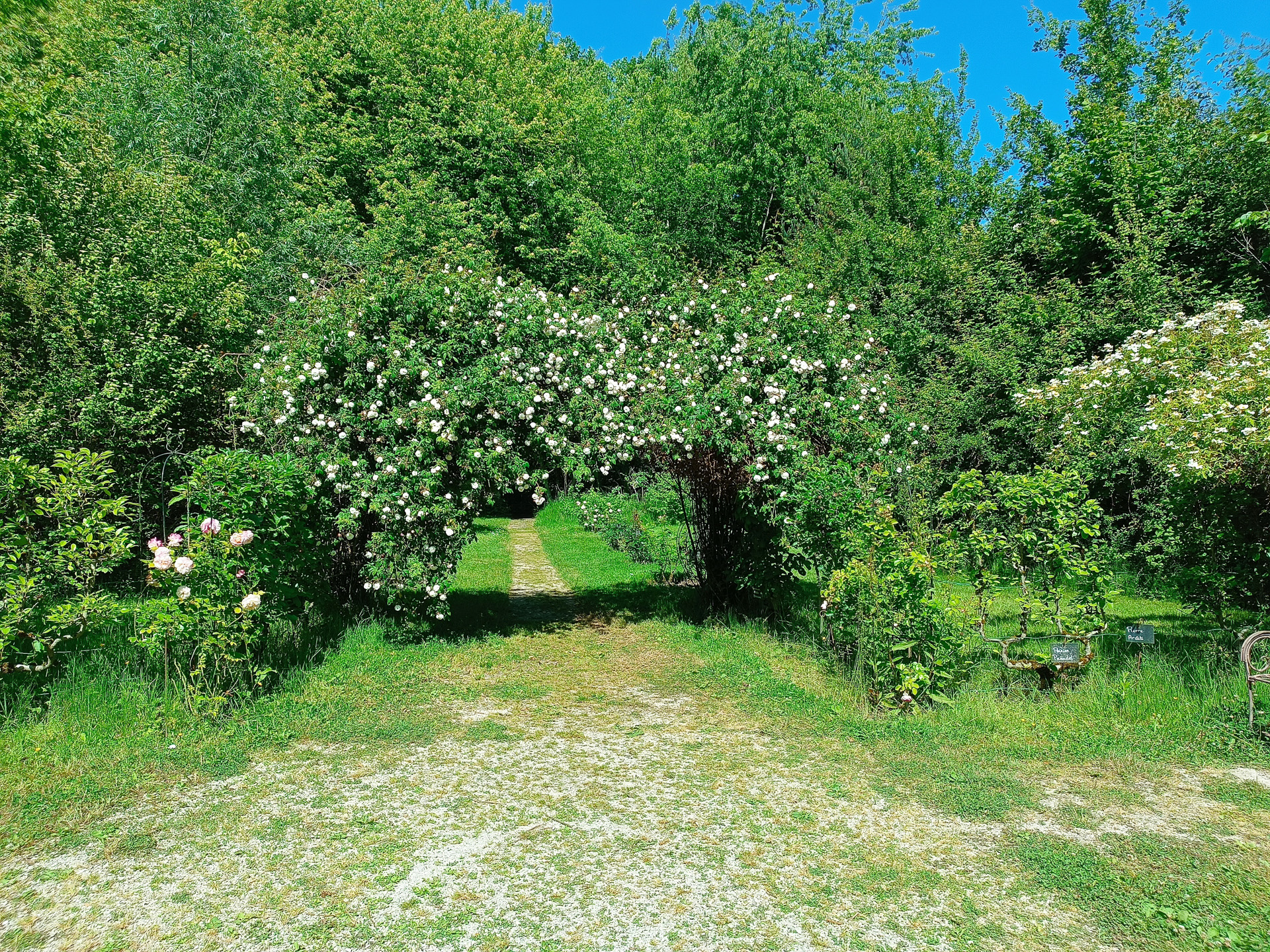 プロヴァンのバラ園