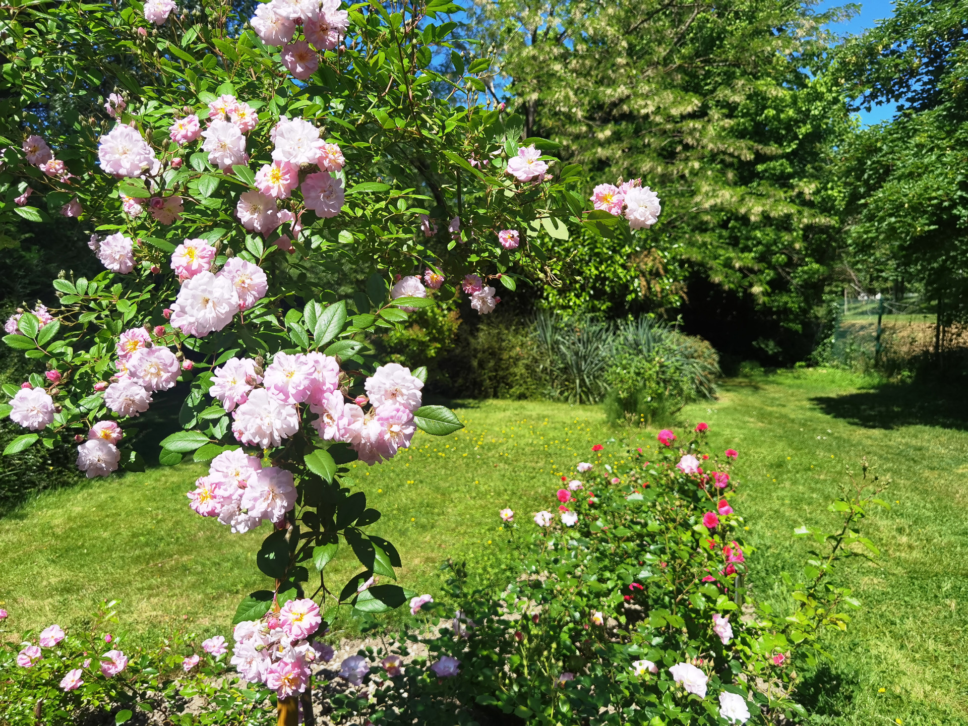 プロヴァンのバラ園