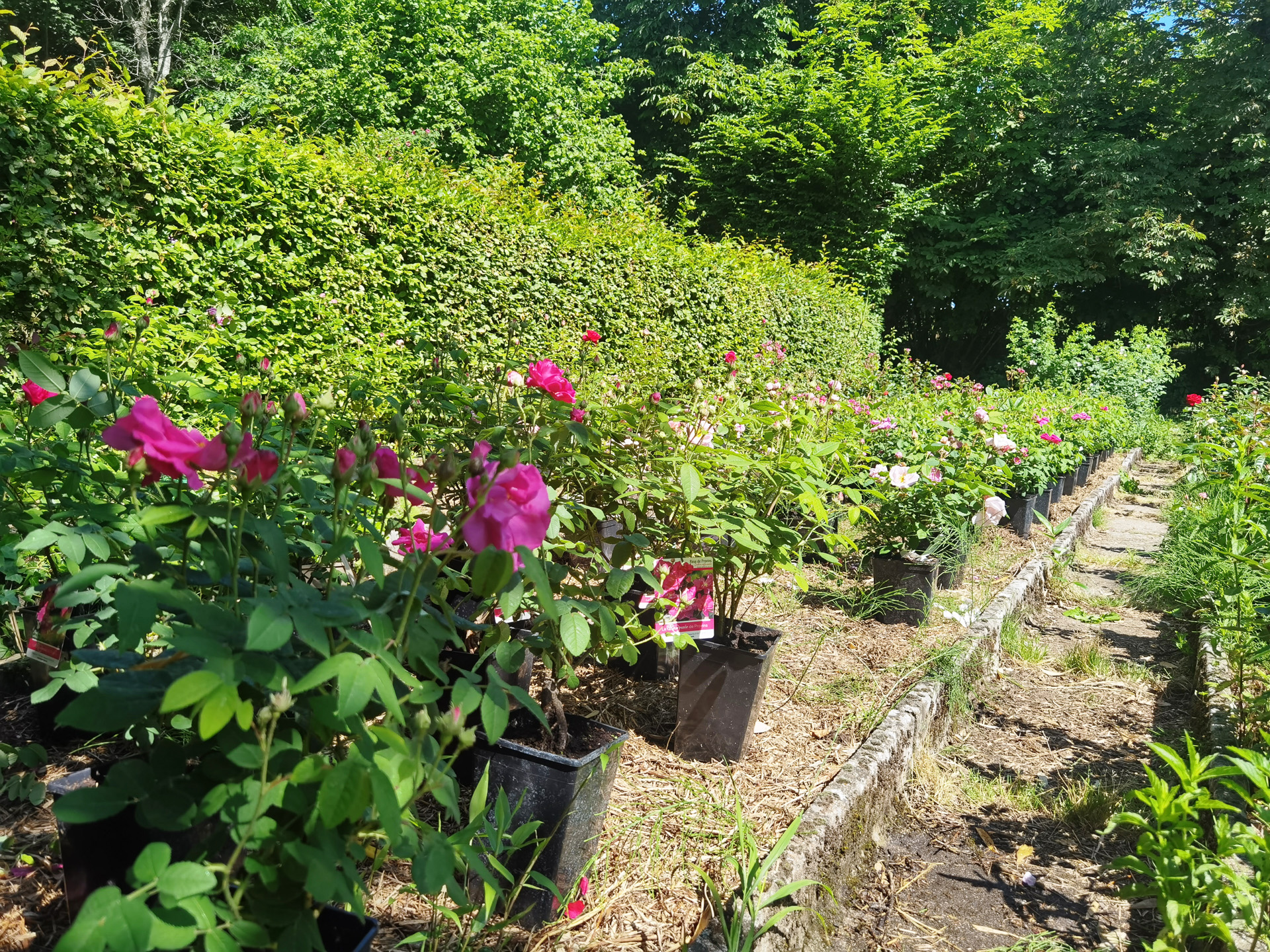 プロヴァンのバラ園