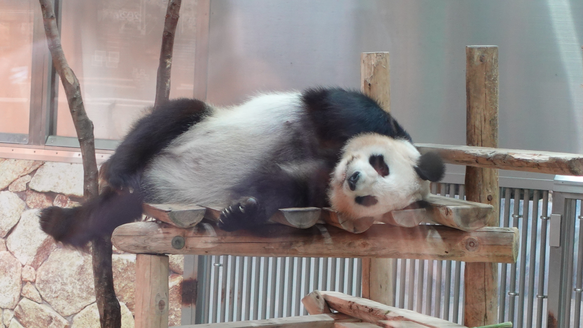 ずっと寝転んでいる「良浜」