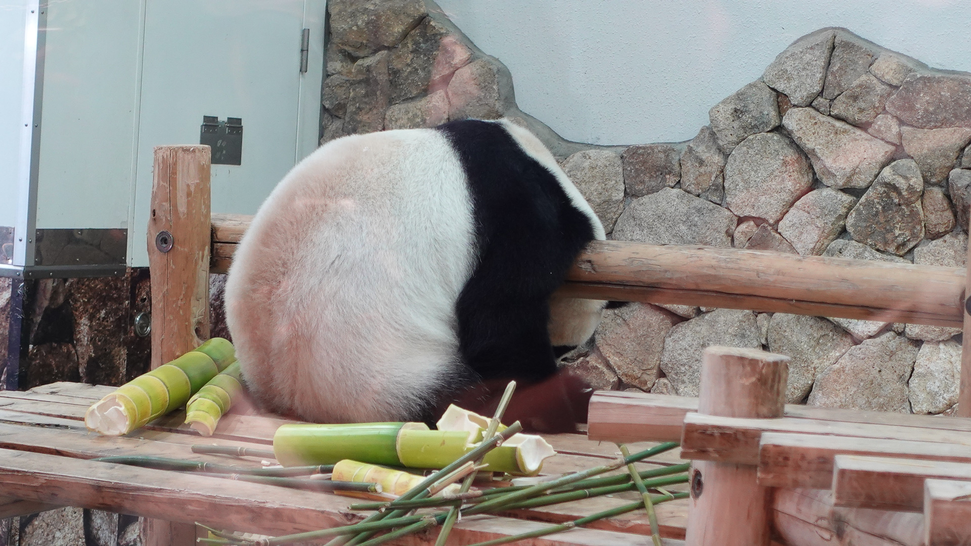 お尻を出して昼寝中だった「結浜」