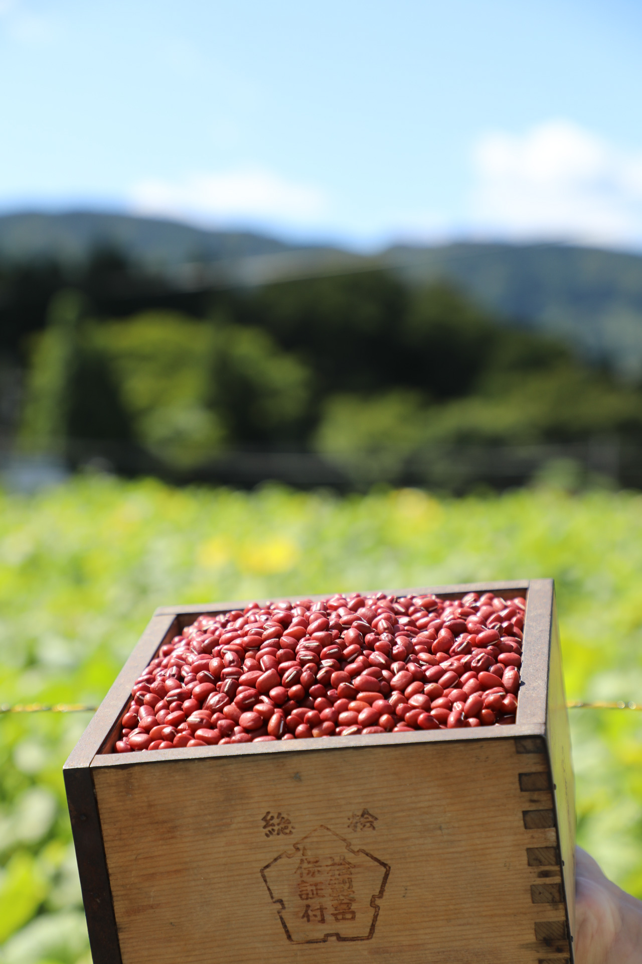 美方大納言小豆