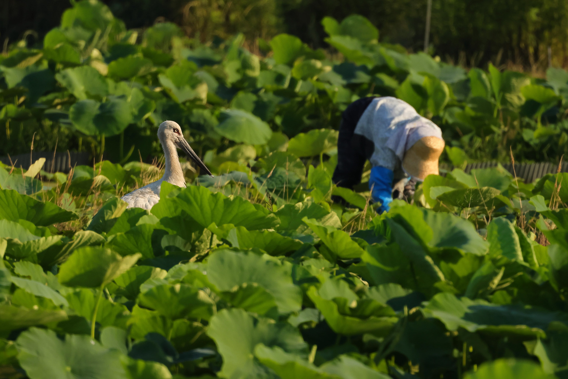 第1回コウノトリフォトコンテスト最終優秀作品「かつての風景を想う」（芝 昌繁）