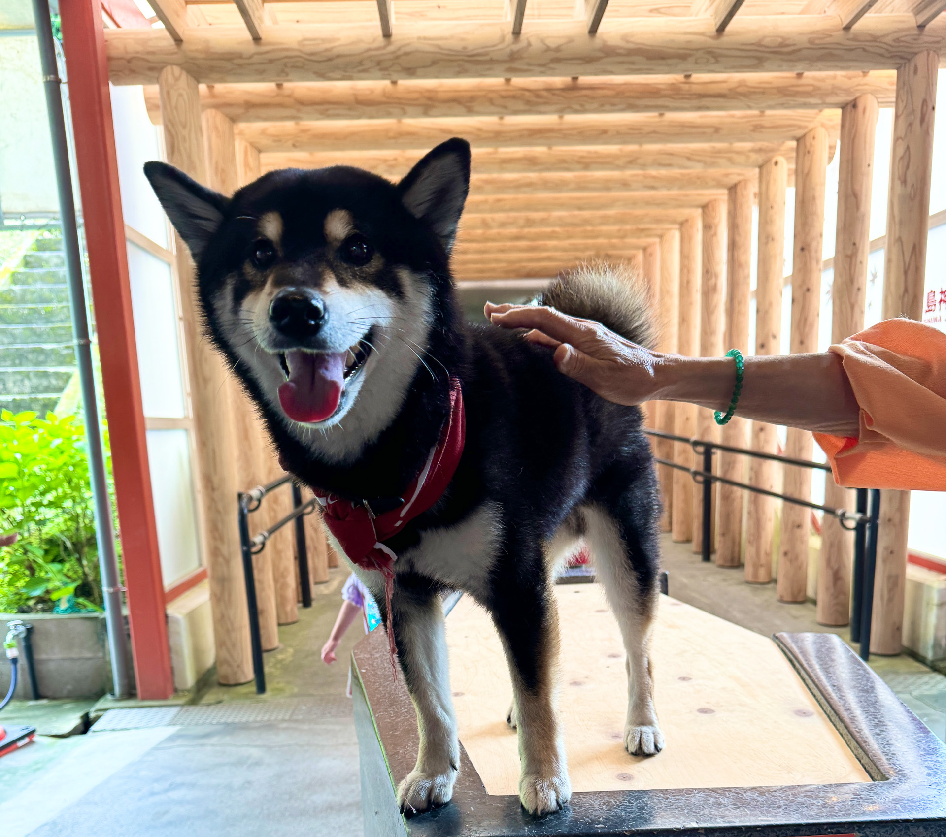 霧島神宮駅の駅長犬ハチ君！