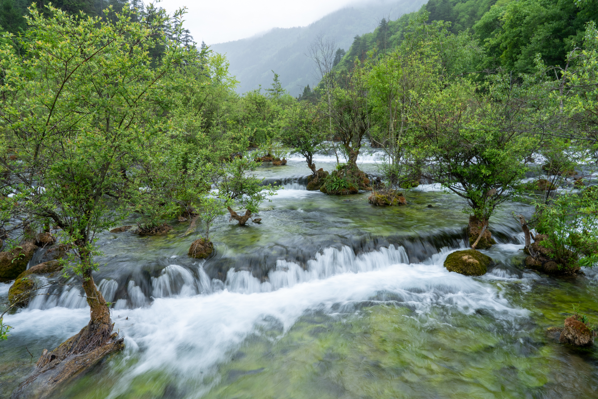群生植物との共存な見事な樹正瀑布