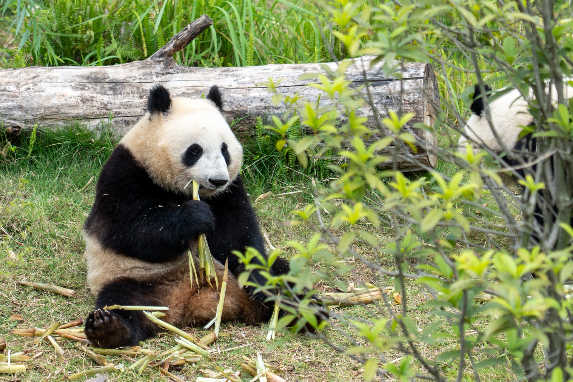成都でたくさんのジャイアントパンダに会ってきました