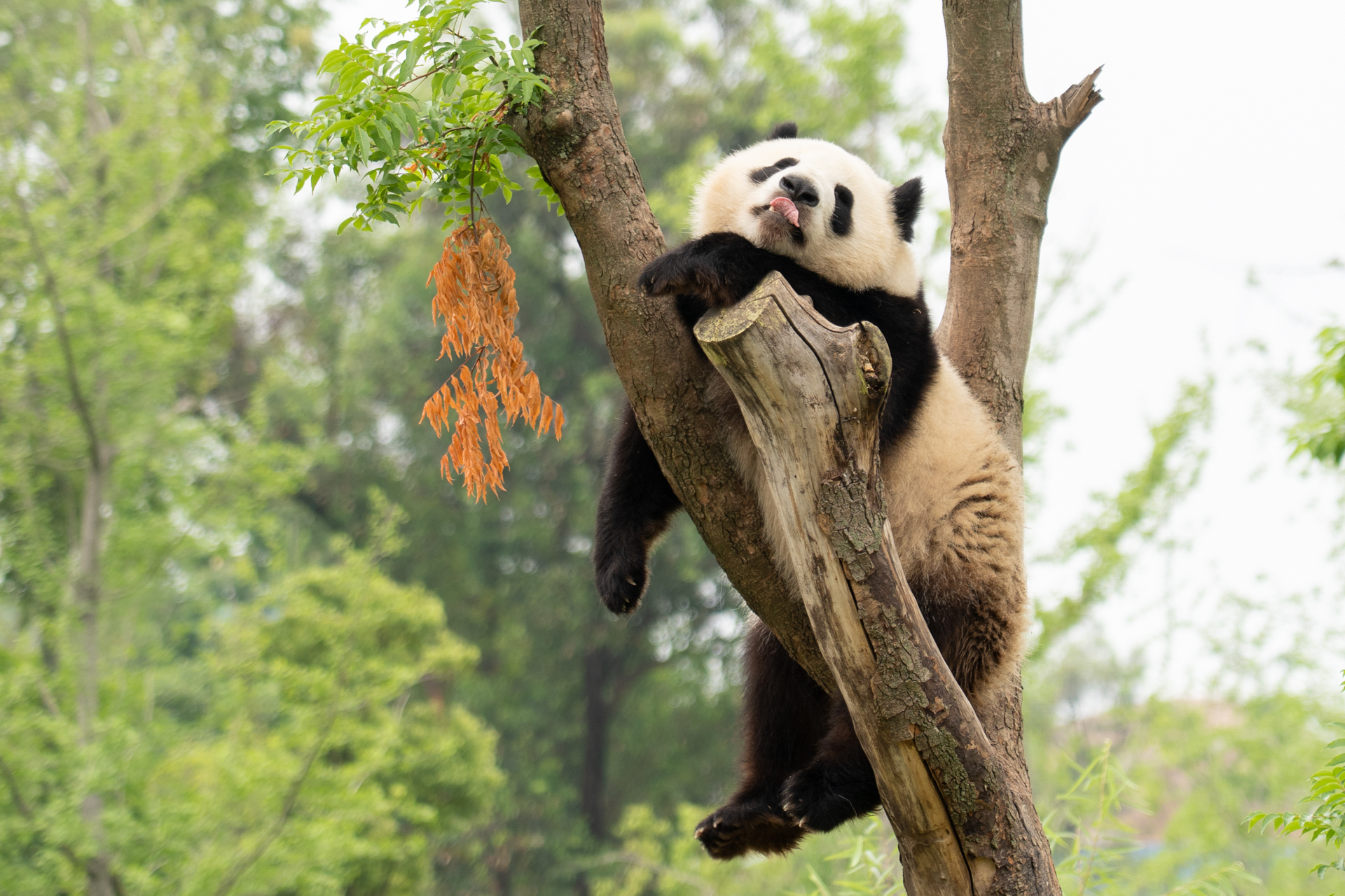 木登りベロ出しパンダ