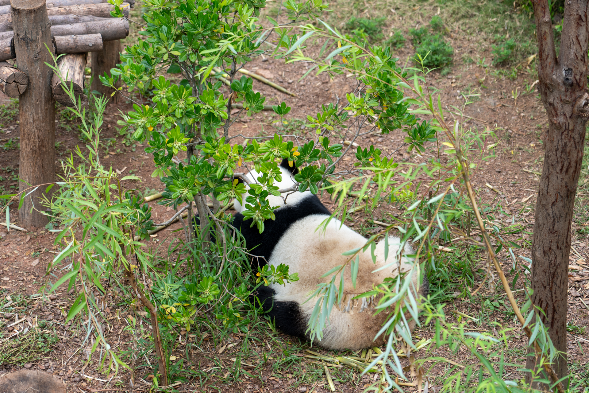 顔は見えずでしたが今回のファーストパンダはこちらのユン・ウェンちゃん。生年月日や母親、性格を表記した看板があります