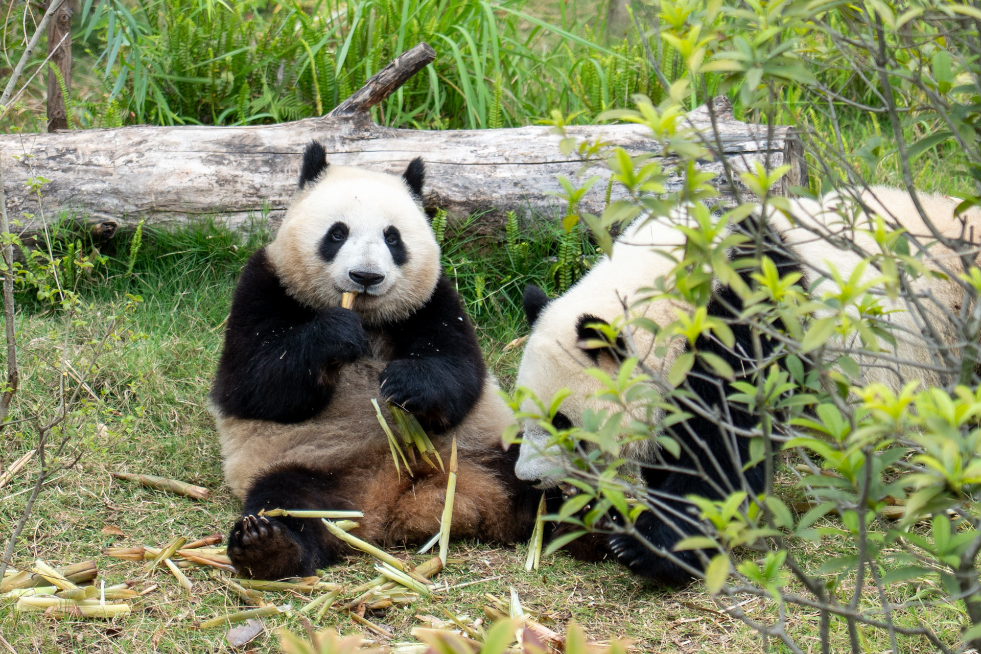体が小さいのでまだ子供でしょうか？