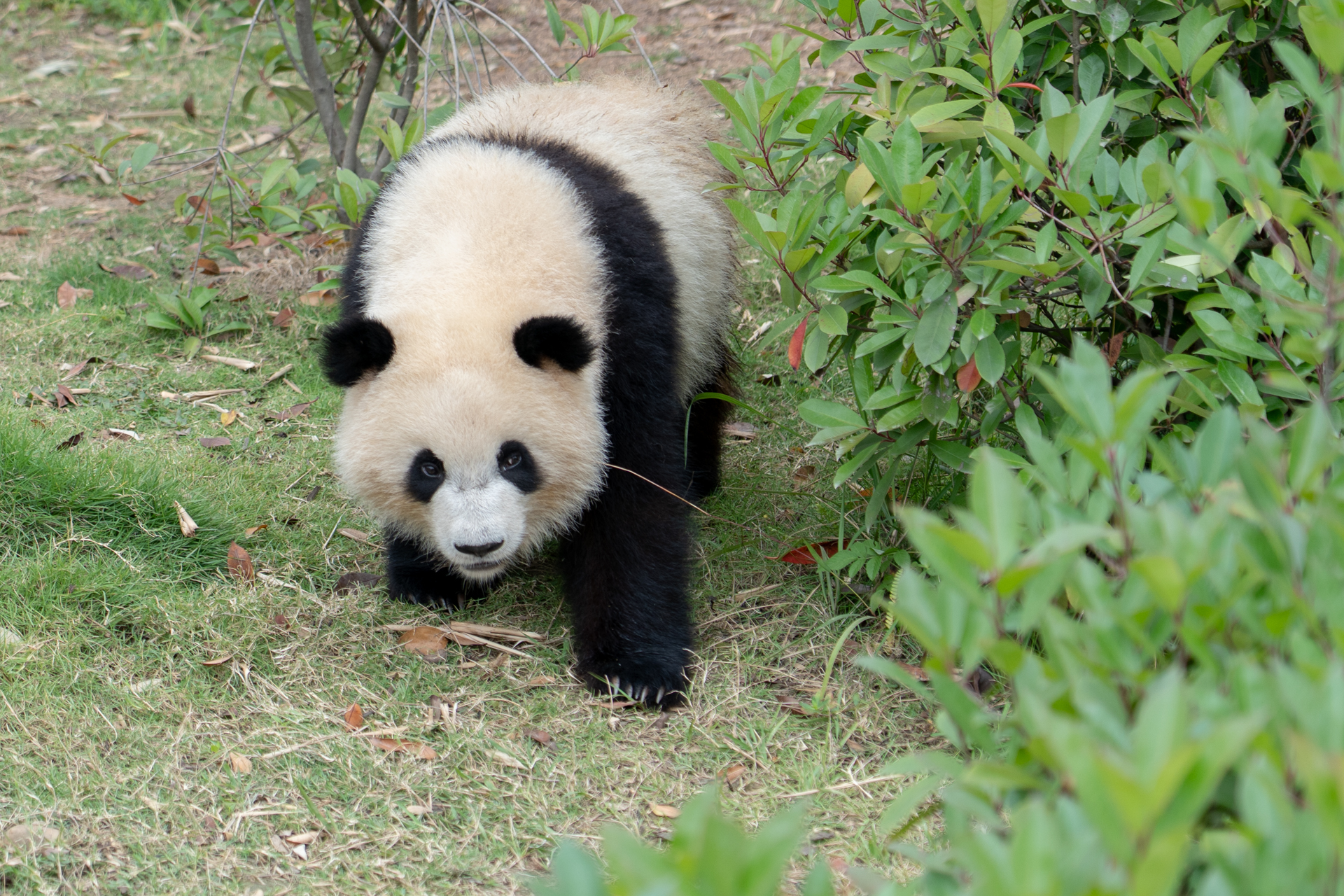 てちてち。歩く姿もたまりません