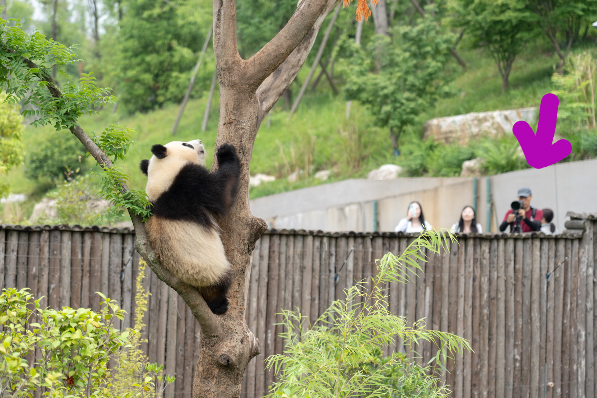 あれ？　隣にいたカメラおじさんがいない！と思ったら、木登りを始めたパンダを見て瞬時に向かい側に移動したようです。さすが！