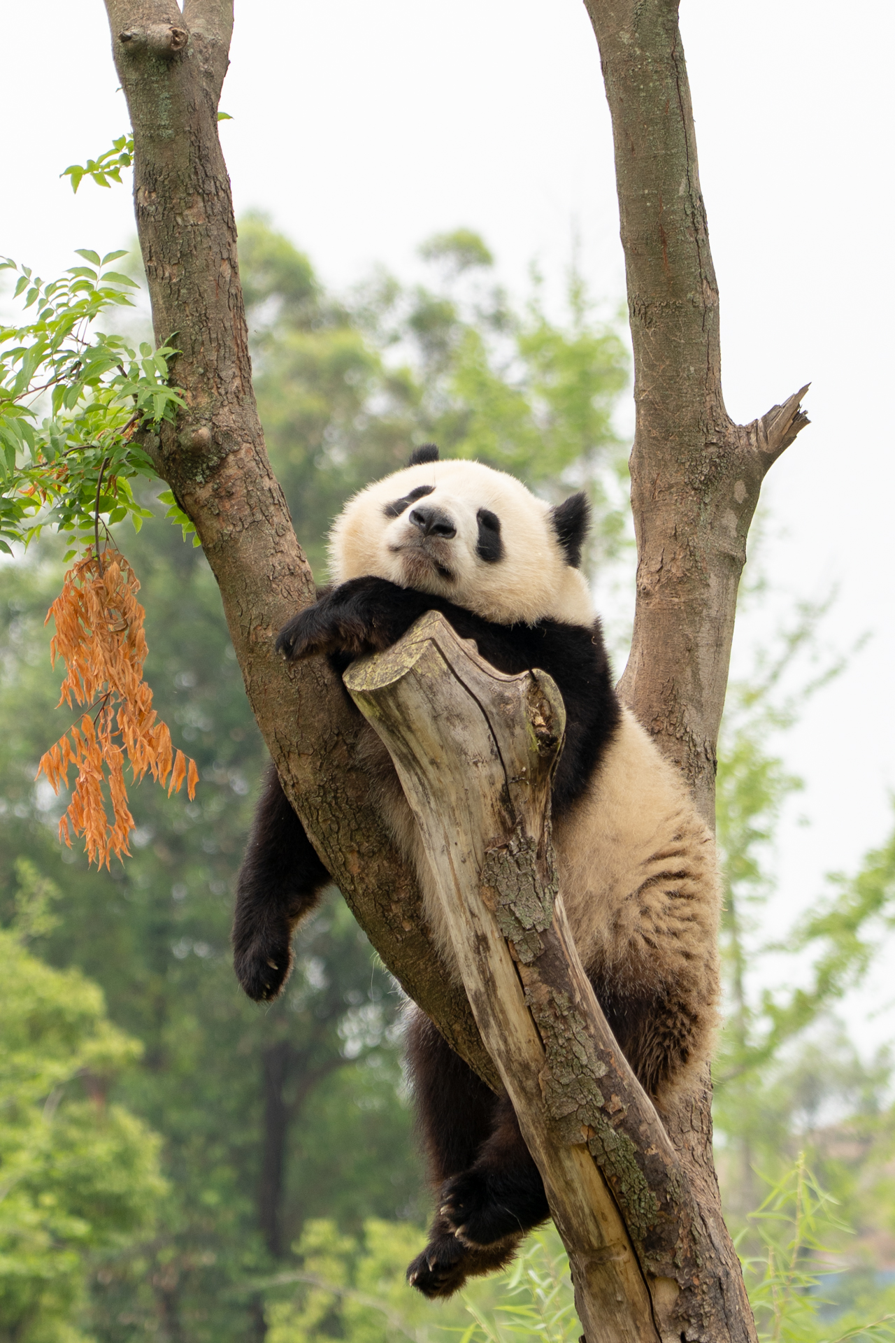 ときどき足をぶら～んぶら～ん