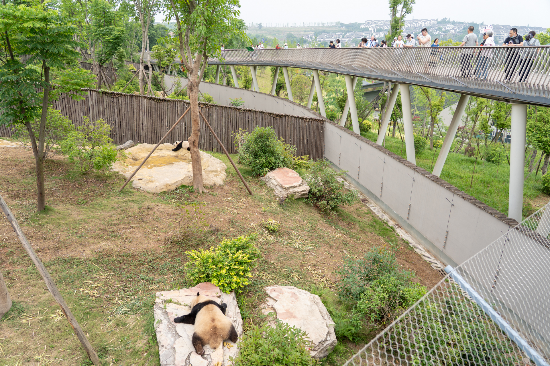 俯瞰でパンダを見ることができる観覧エリア