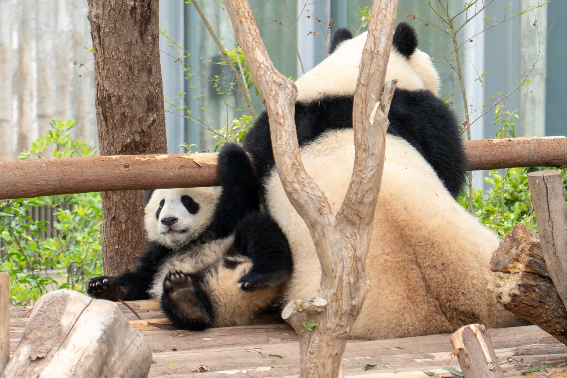 大人気だった親子パンダ