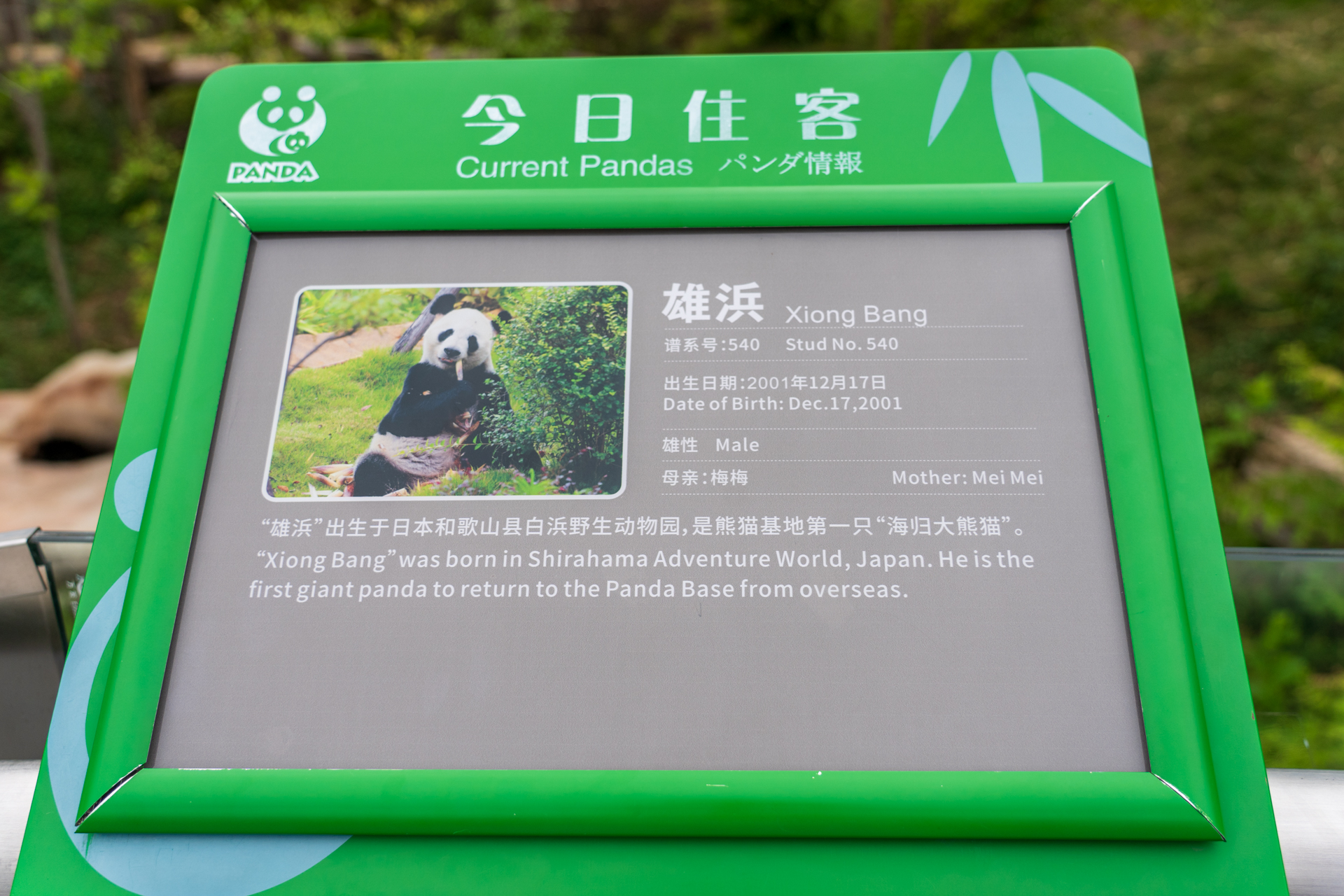 2001年にアドベンチャーワールドで生まれた雄浜。残念ながらお昼寝中のお尻だけで顔は見えず