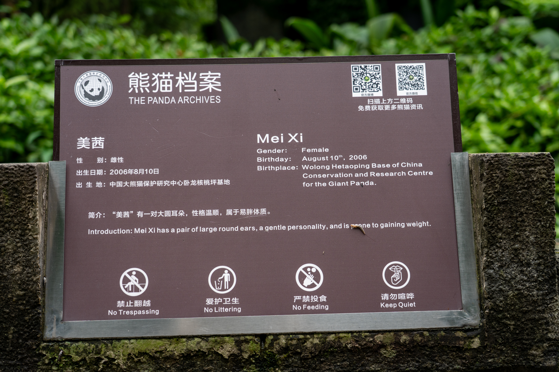 都江堰基地のファーストパンダは「美茜（Mei Xi）」。ここも名前や性別などが分かる看板が
