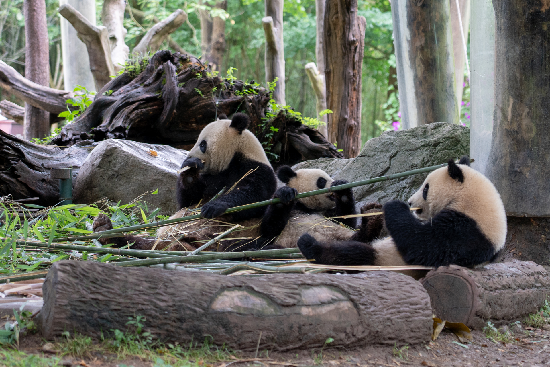 かわいい3頭が揃って食事中
