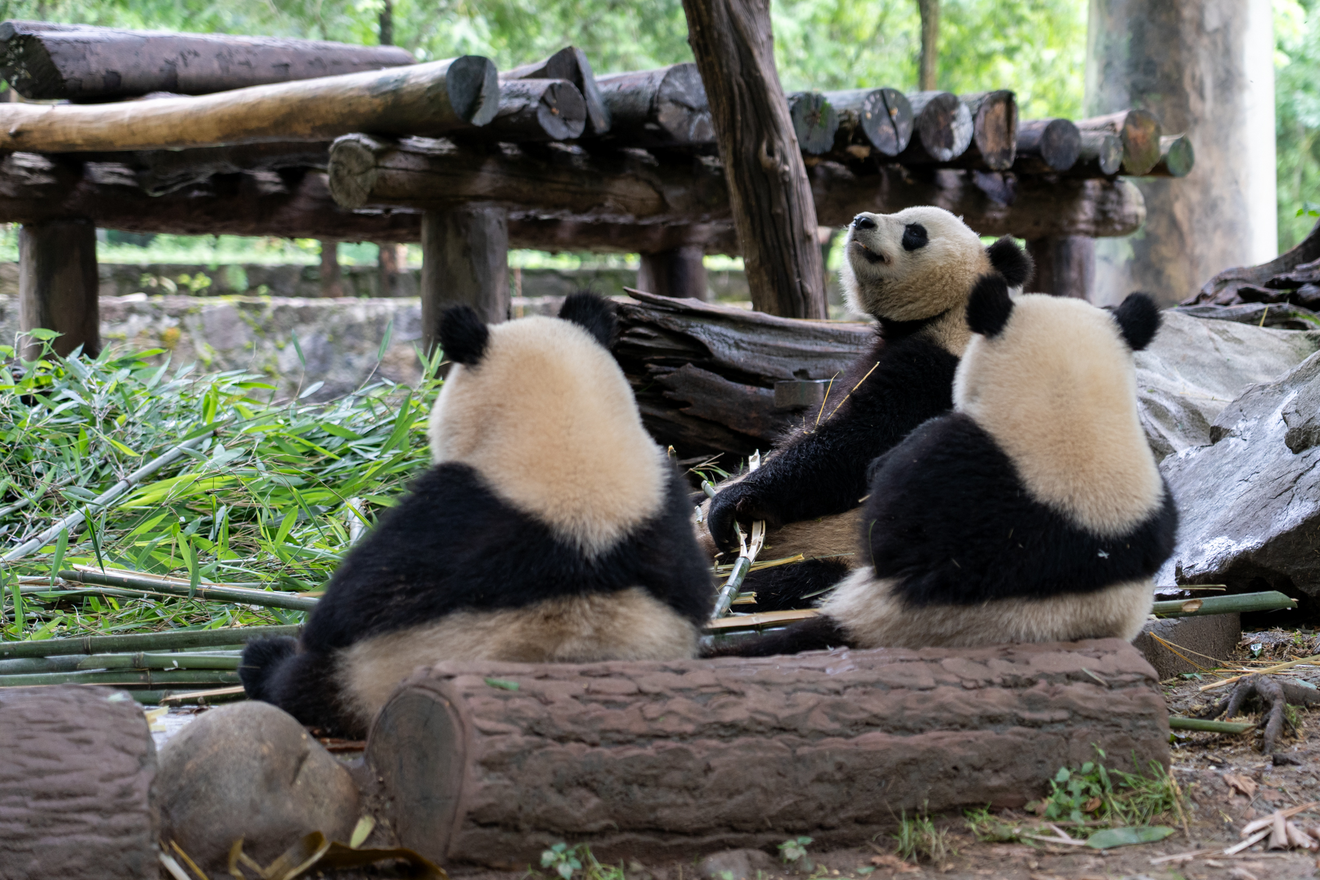 丸太にもたれかかる姿がたまりません