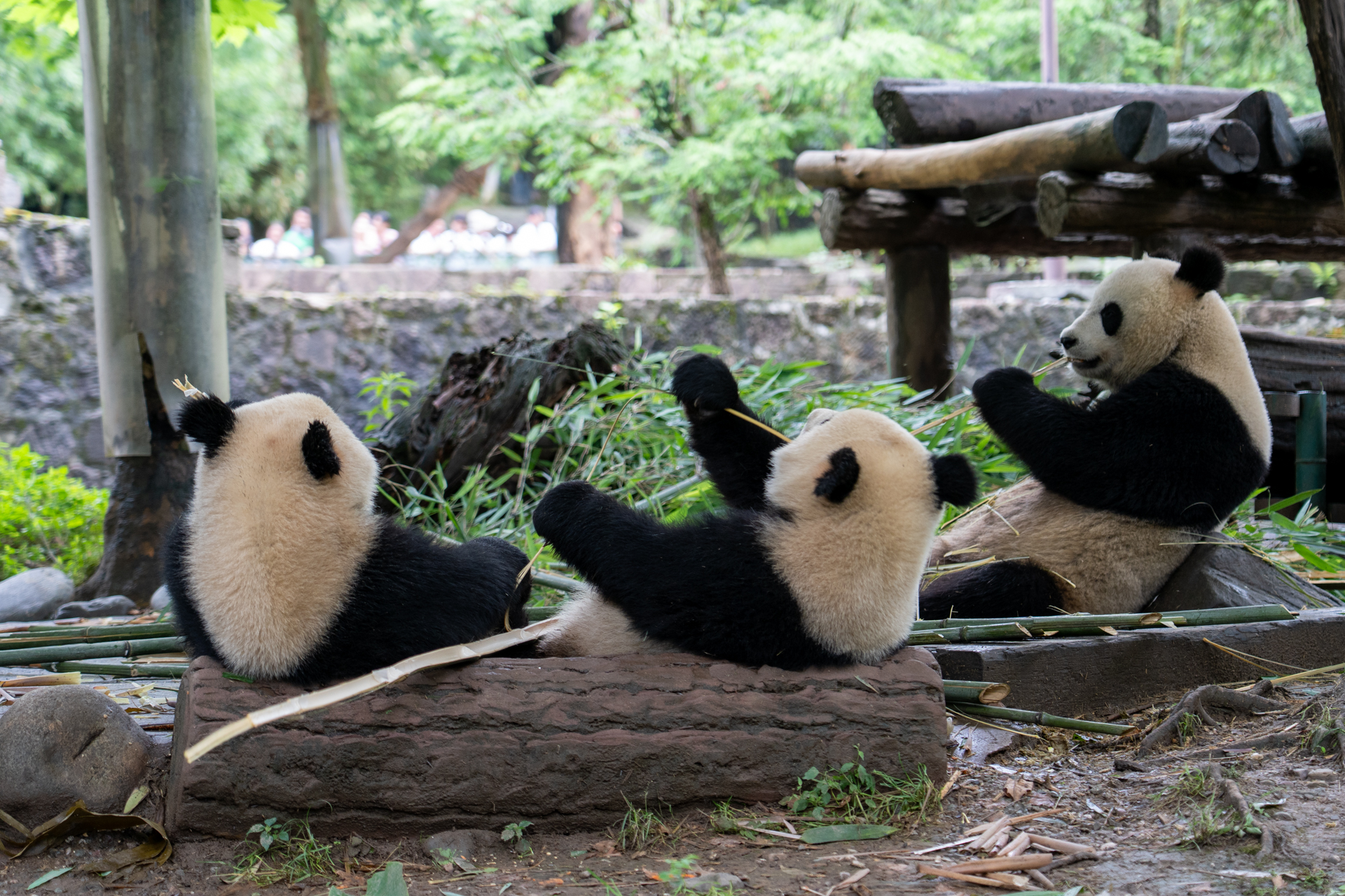 パンダにも右利き、左利きがあるのをご存じ？