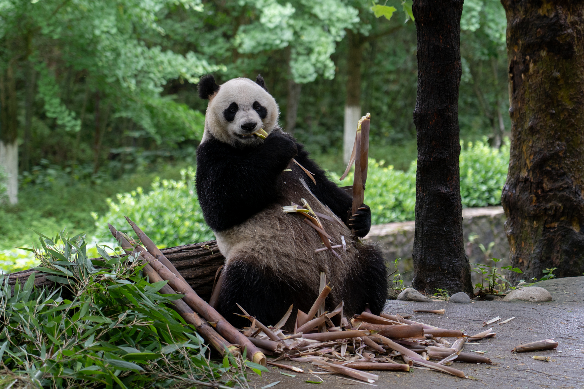 なかの人がいそうな貫禄