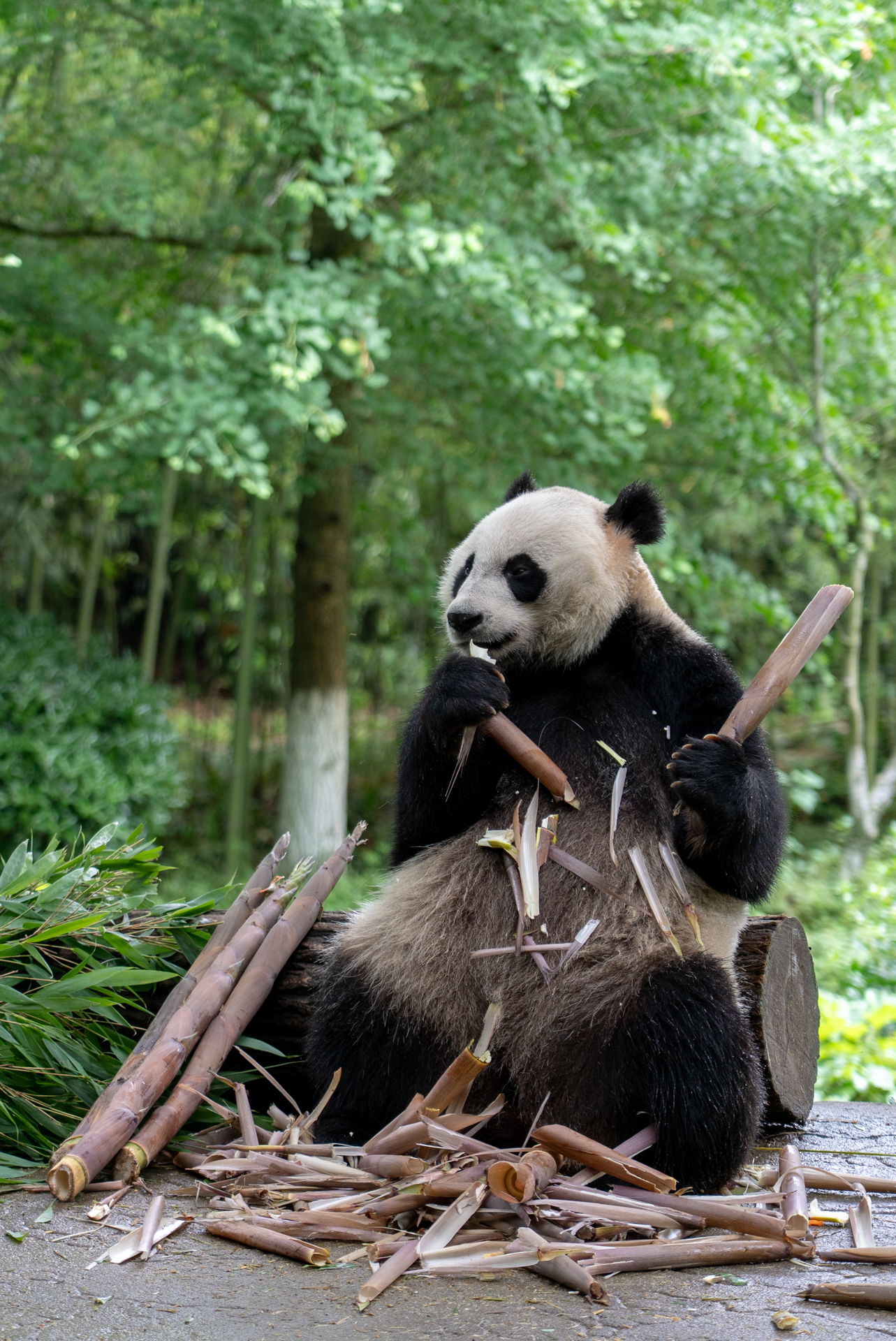 咀嚼音が聞き取れる距離感。それにしても器用に美味しそうに食べます