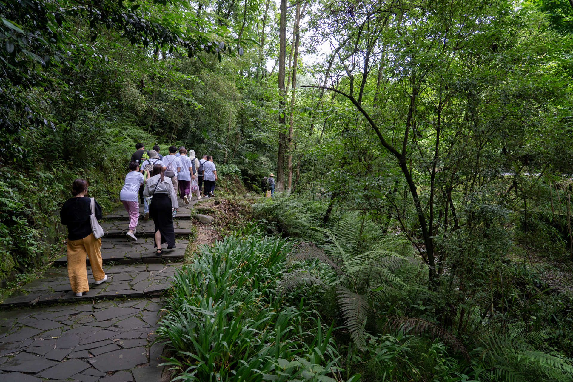 ハイキングコースのような園内