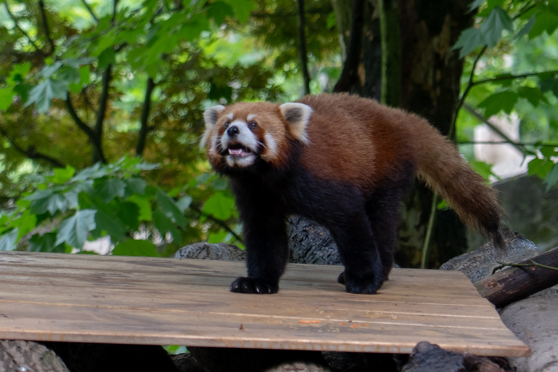レッサーパンダもいます
