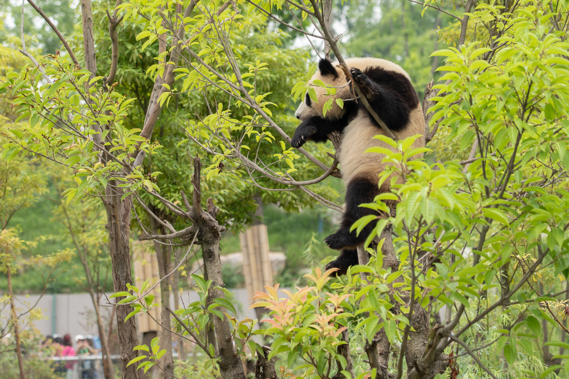 中国の“国宝”とされるジャイアントパンダは木登りが得意