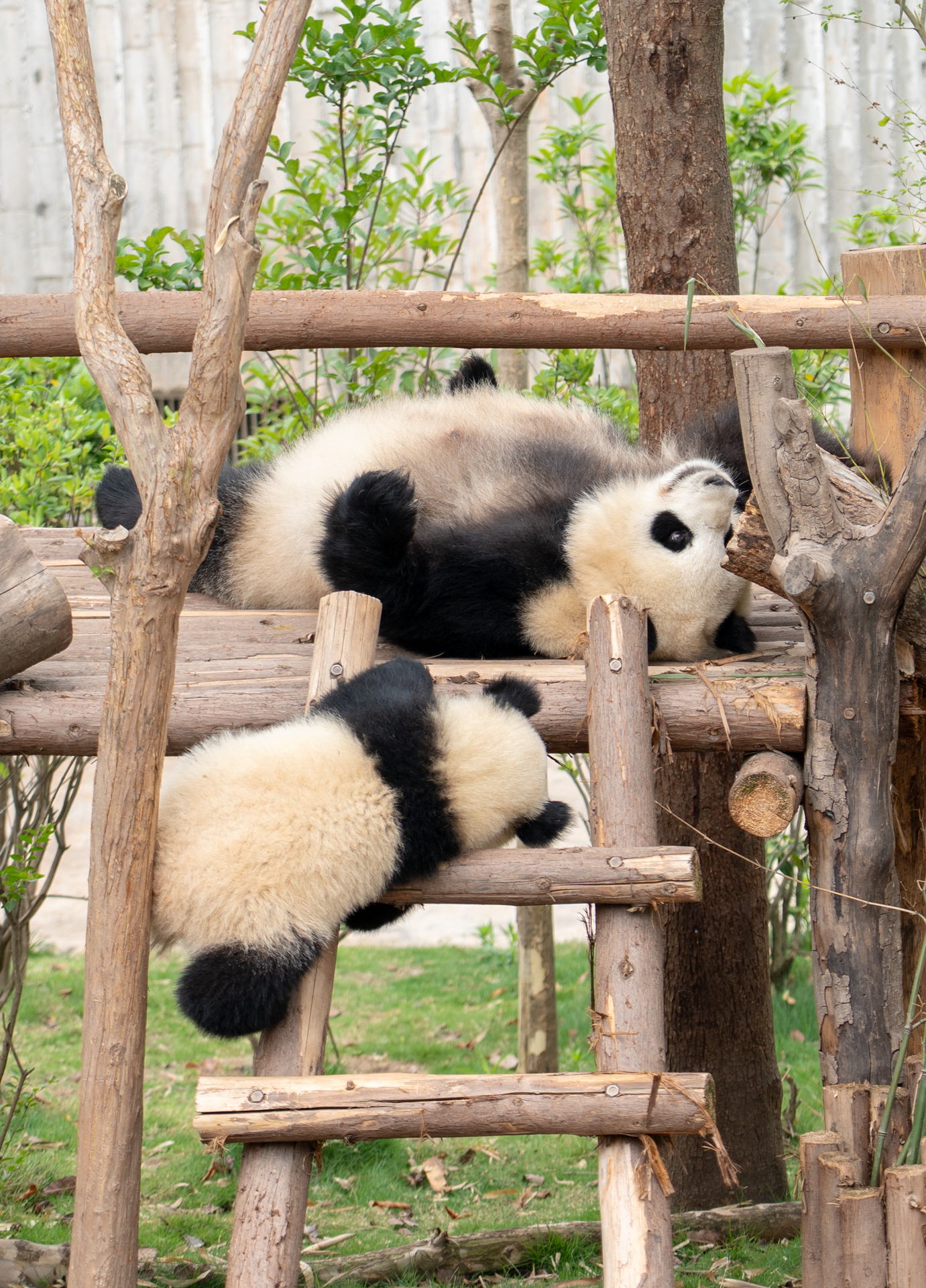 成田～成都（天府）は中国国際航空の直行便で5時間半。7月1日からは増便し、デイリー運航になります