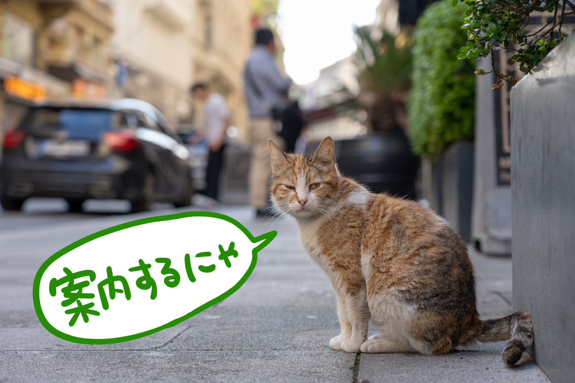 たくさんの街猫に出会ったイスタンブールの本格的な旅レポは次回！