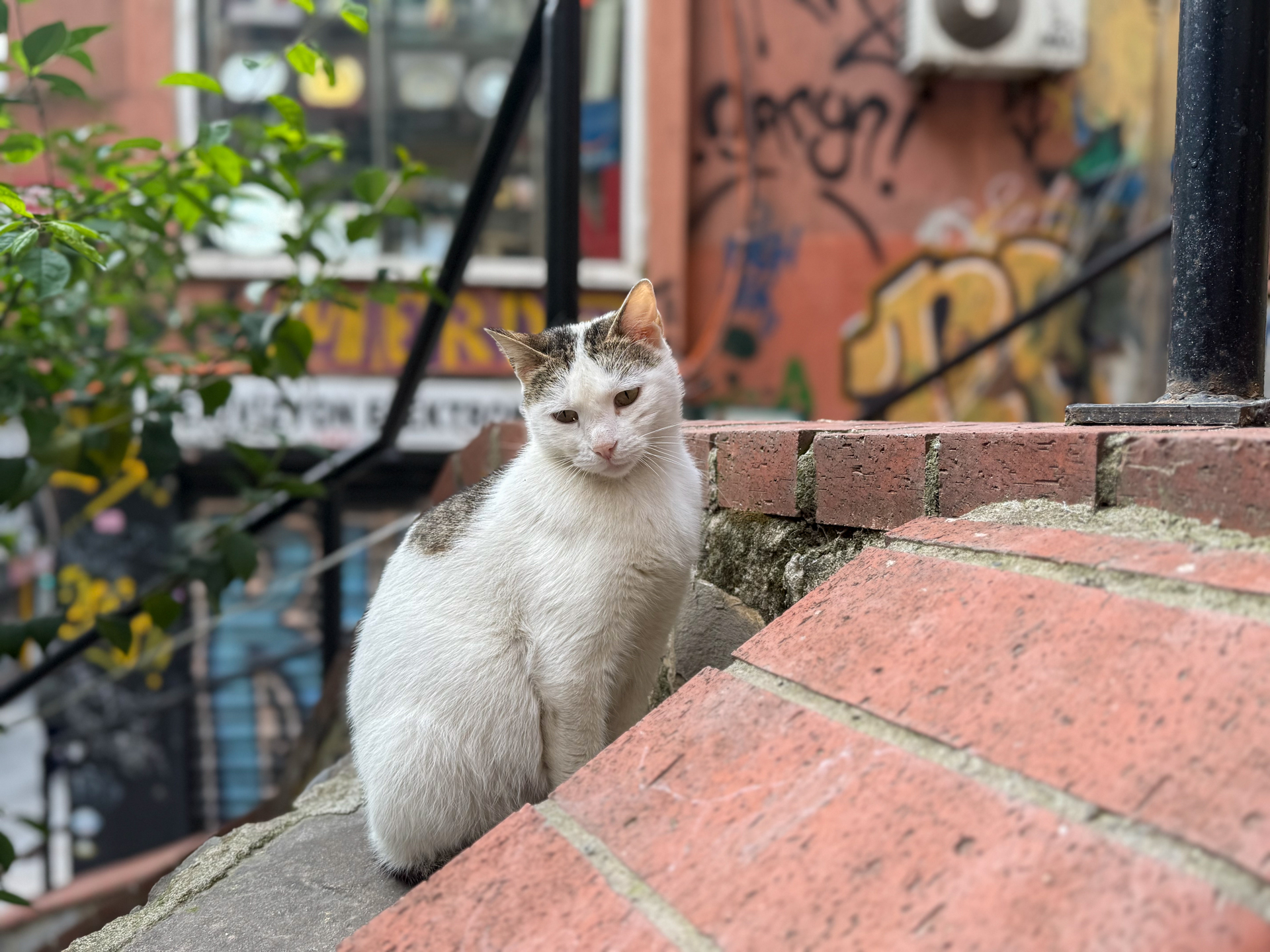 イスタンブールはネコの街。いたるところで出会って、そのたびにスマホを向けるのでカメラロールはネコの写真でいっぱいに