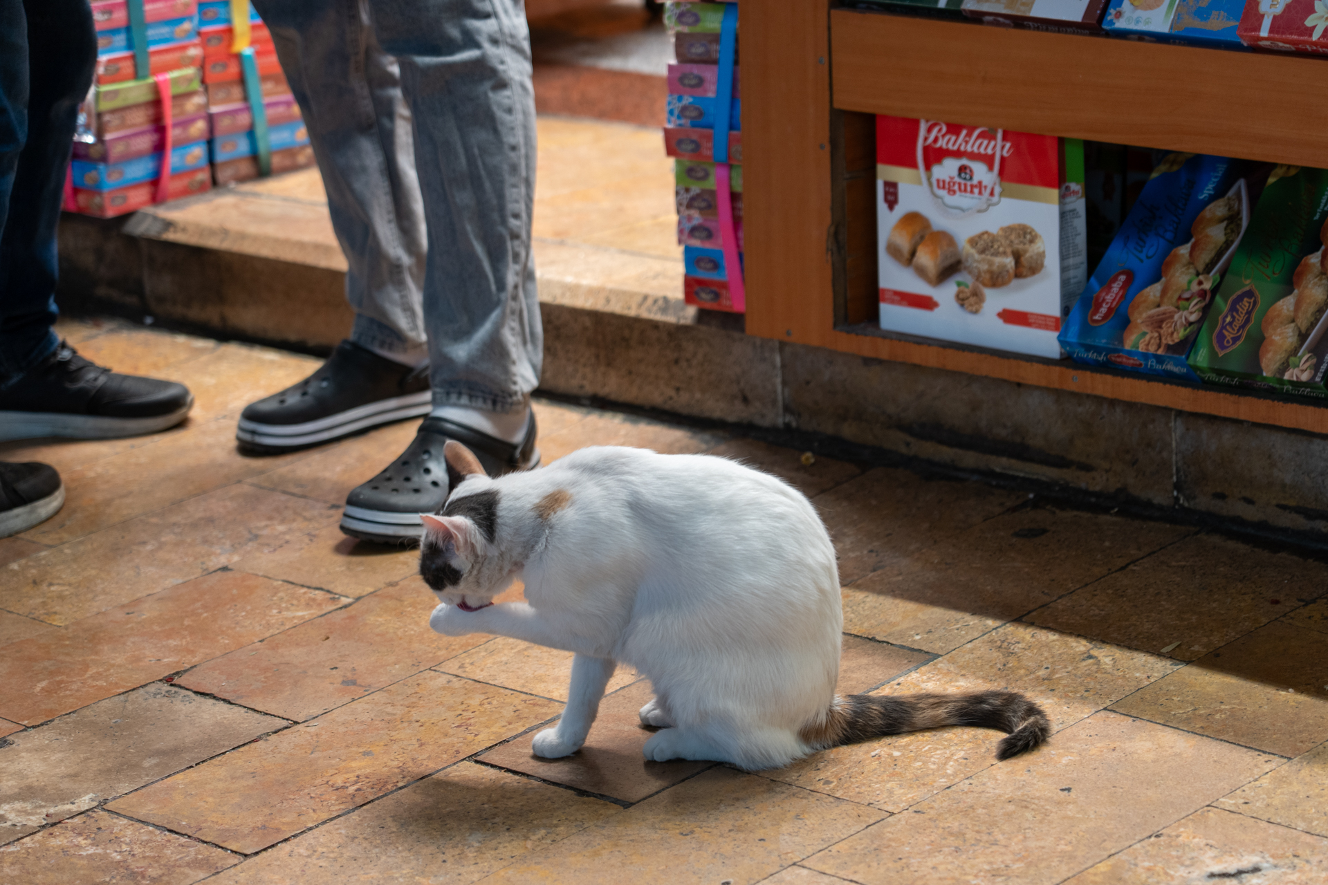 ここにもやっぱりネコがいる