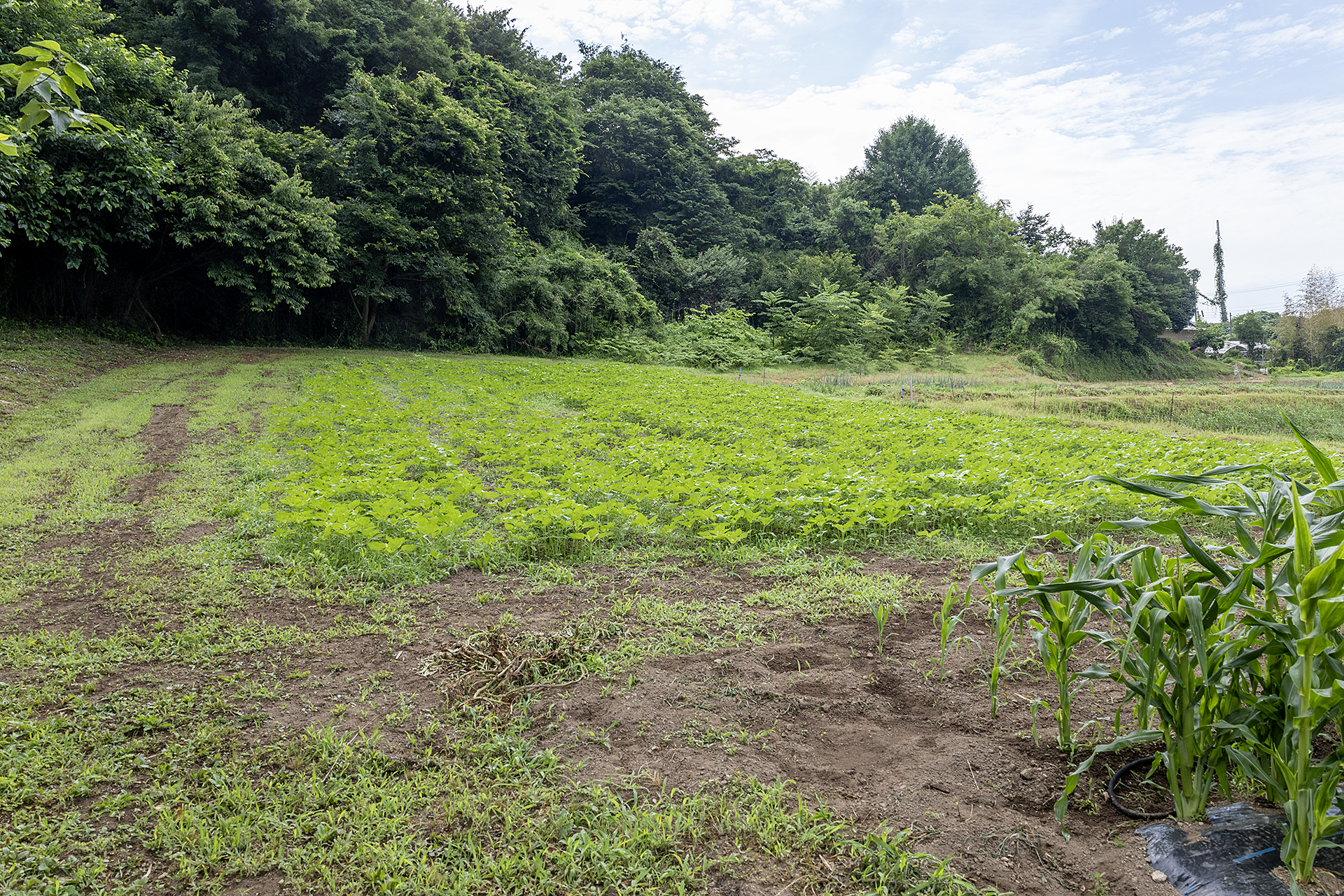 オーナーはパークの周辺に「ひまわり」を植えている。お盆のころに満開になる予定とのことなので、たくさんのひまわりを見ながら車中泊がしたい場合は、この時期を早めに予約しておきたい