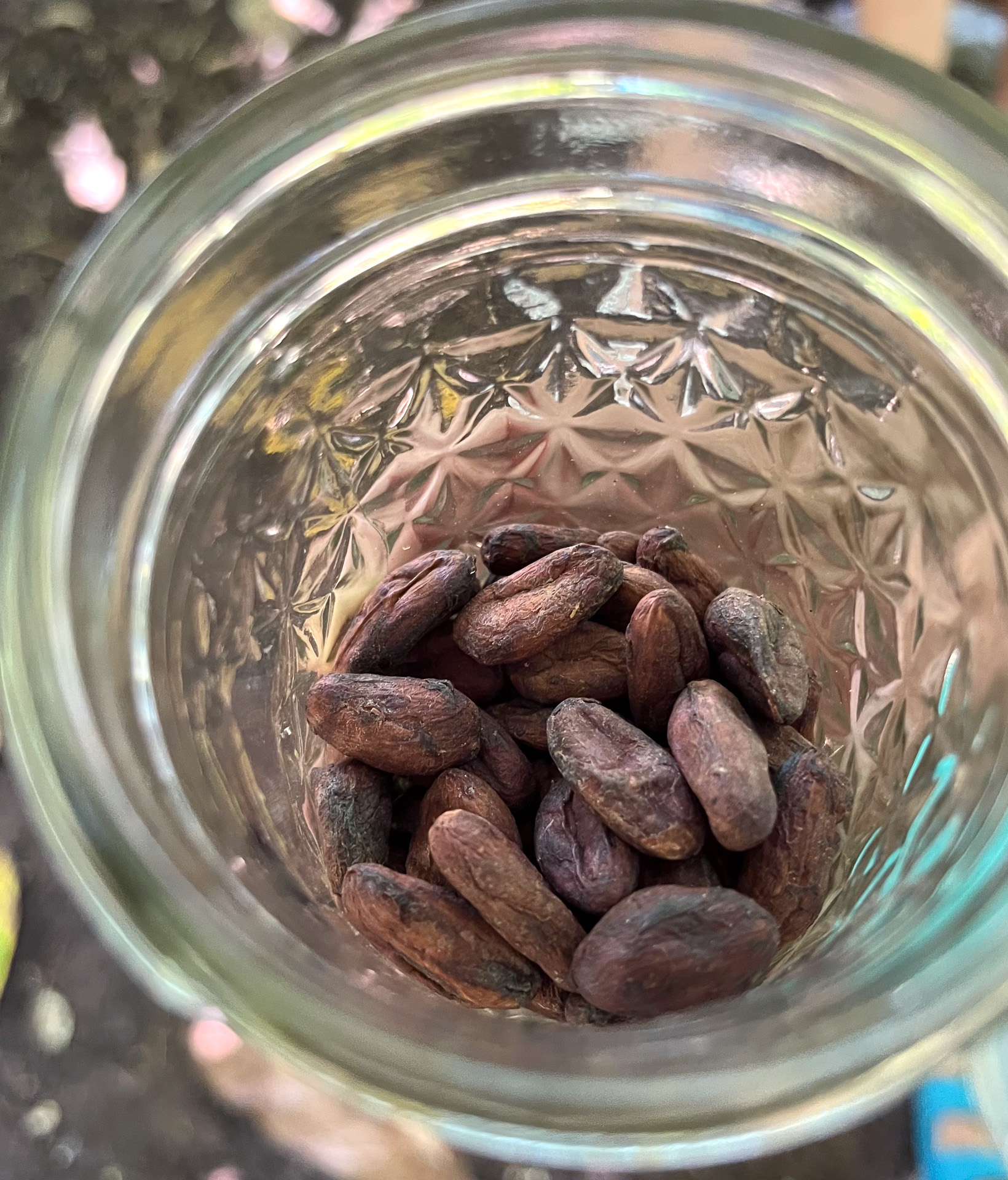 バナナの皮を被せて発酵させ、乾燥させたカカオ豆