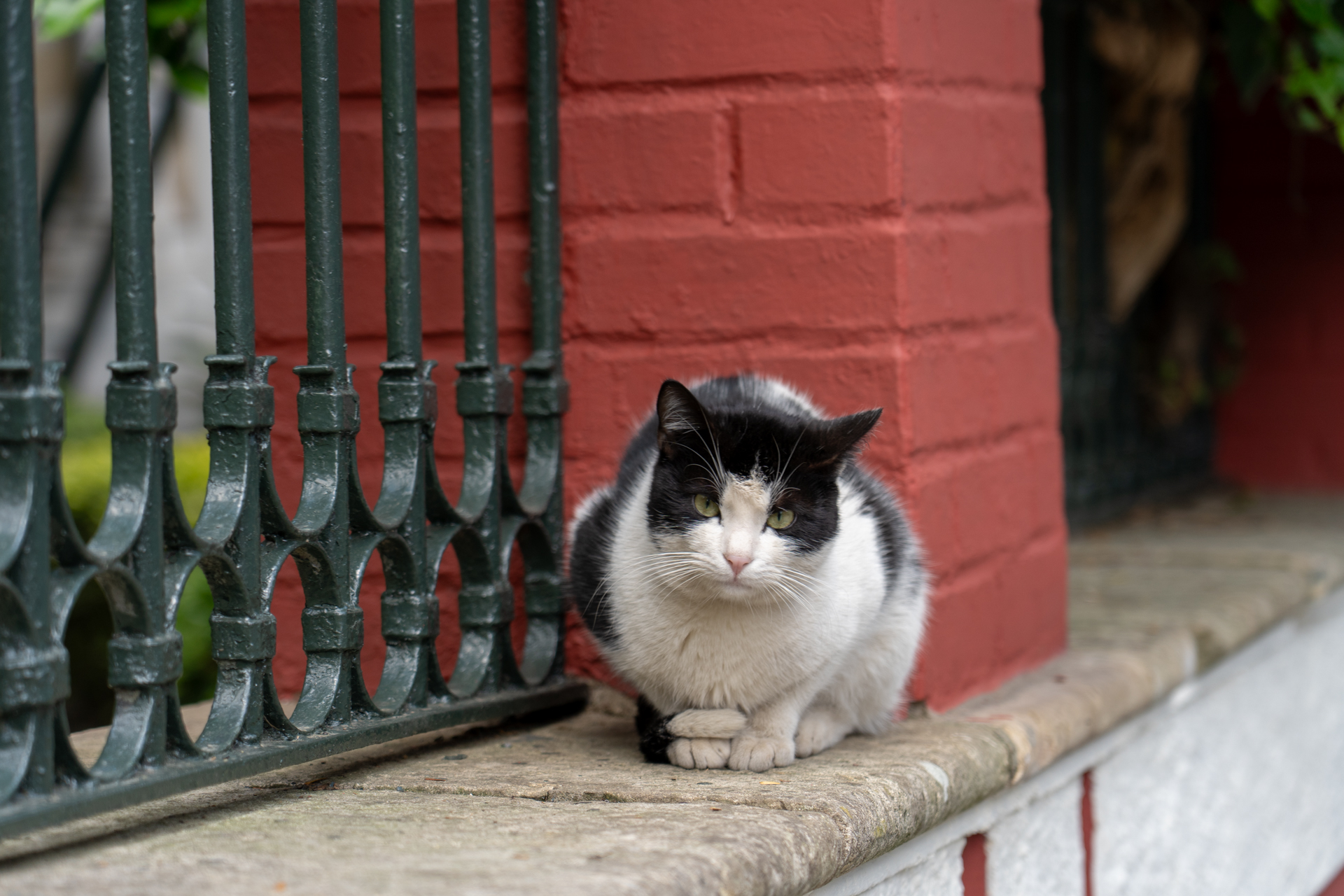 街ネコたくさん