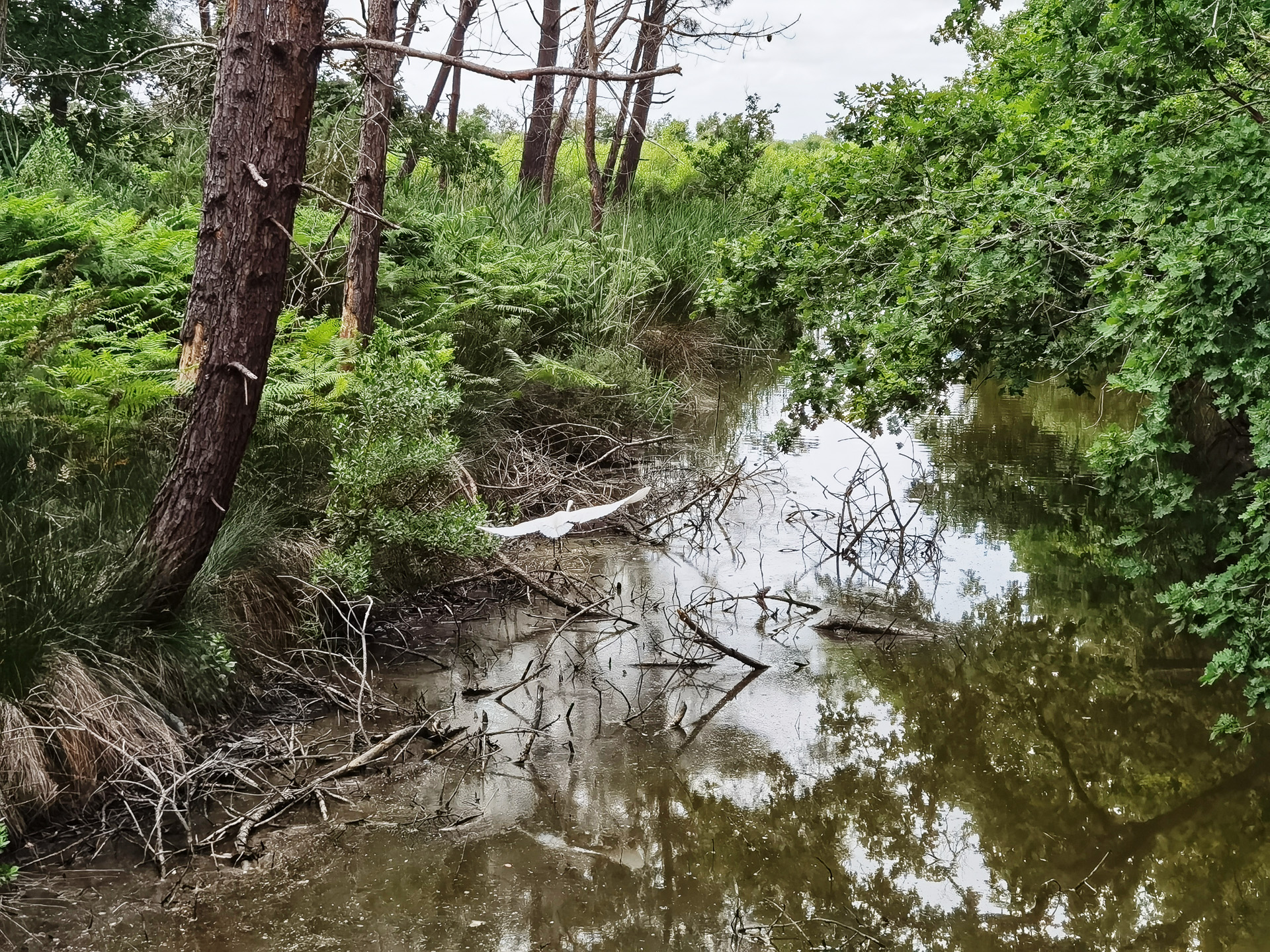 ル・テッシュ鳥類保護区