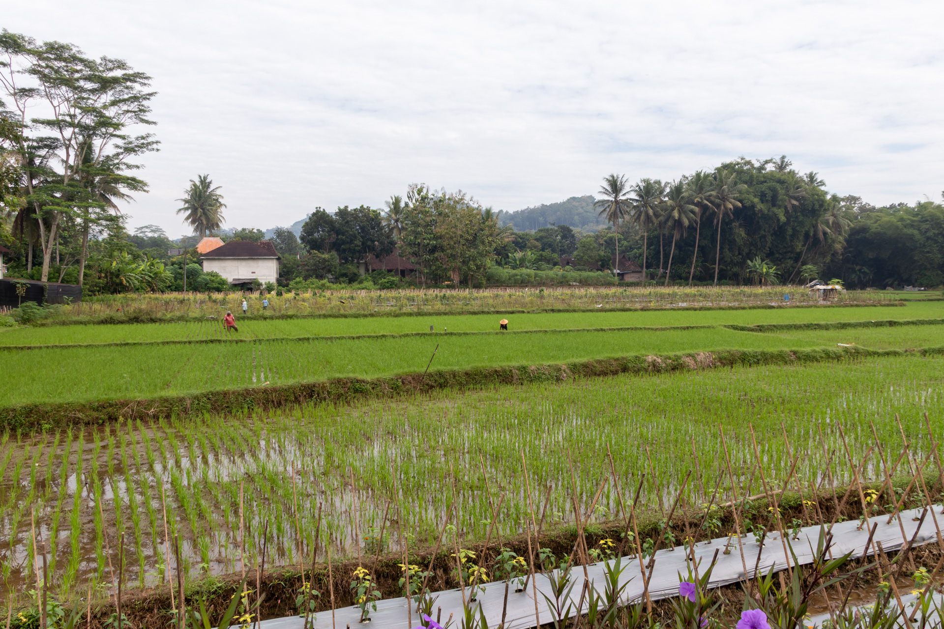 敷地内には田畑もある