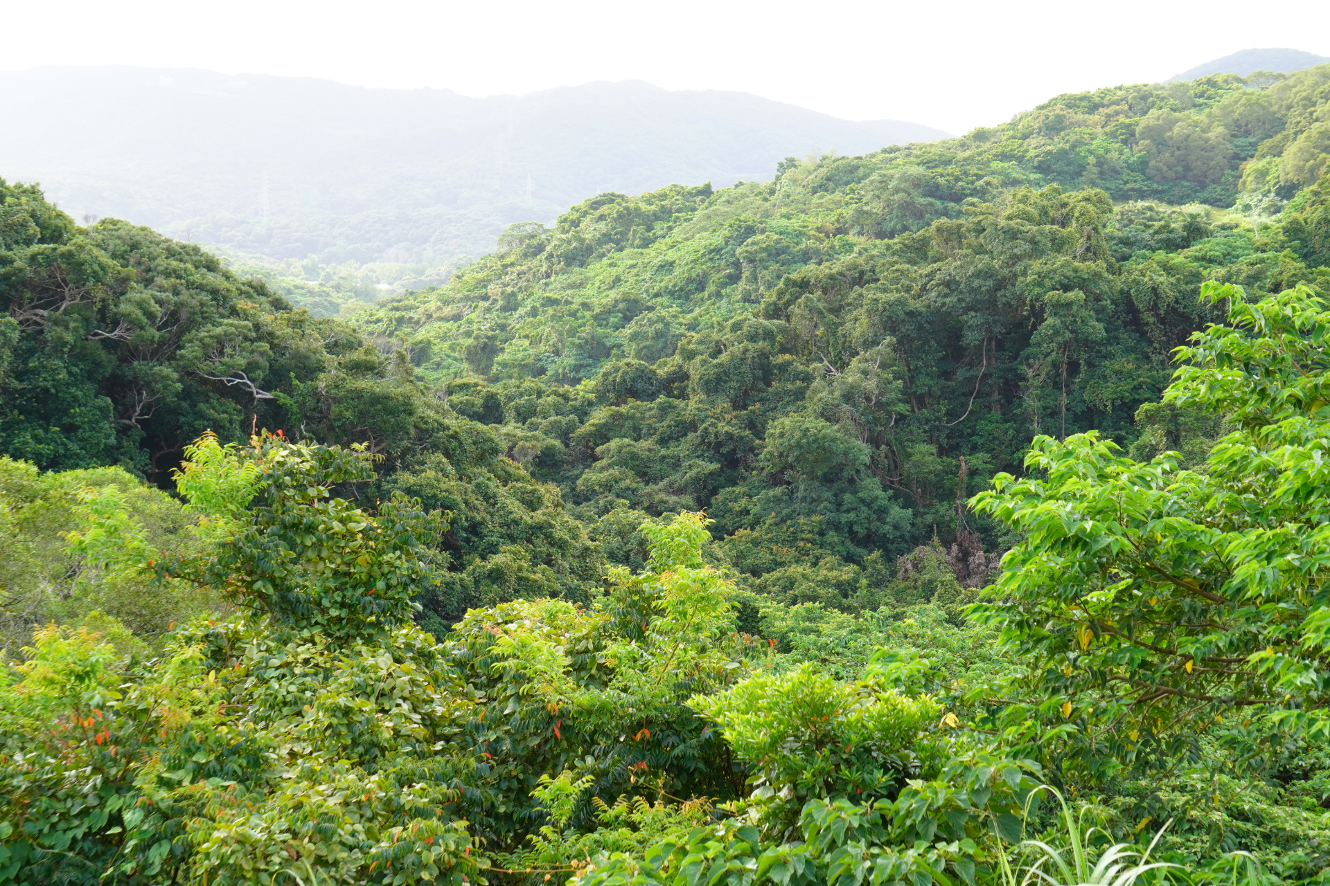 約60ヘクタールの敷地に広がるテーマパーク。原生林や南国植物が生い茂る