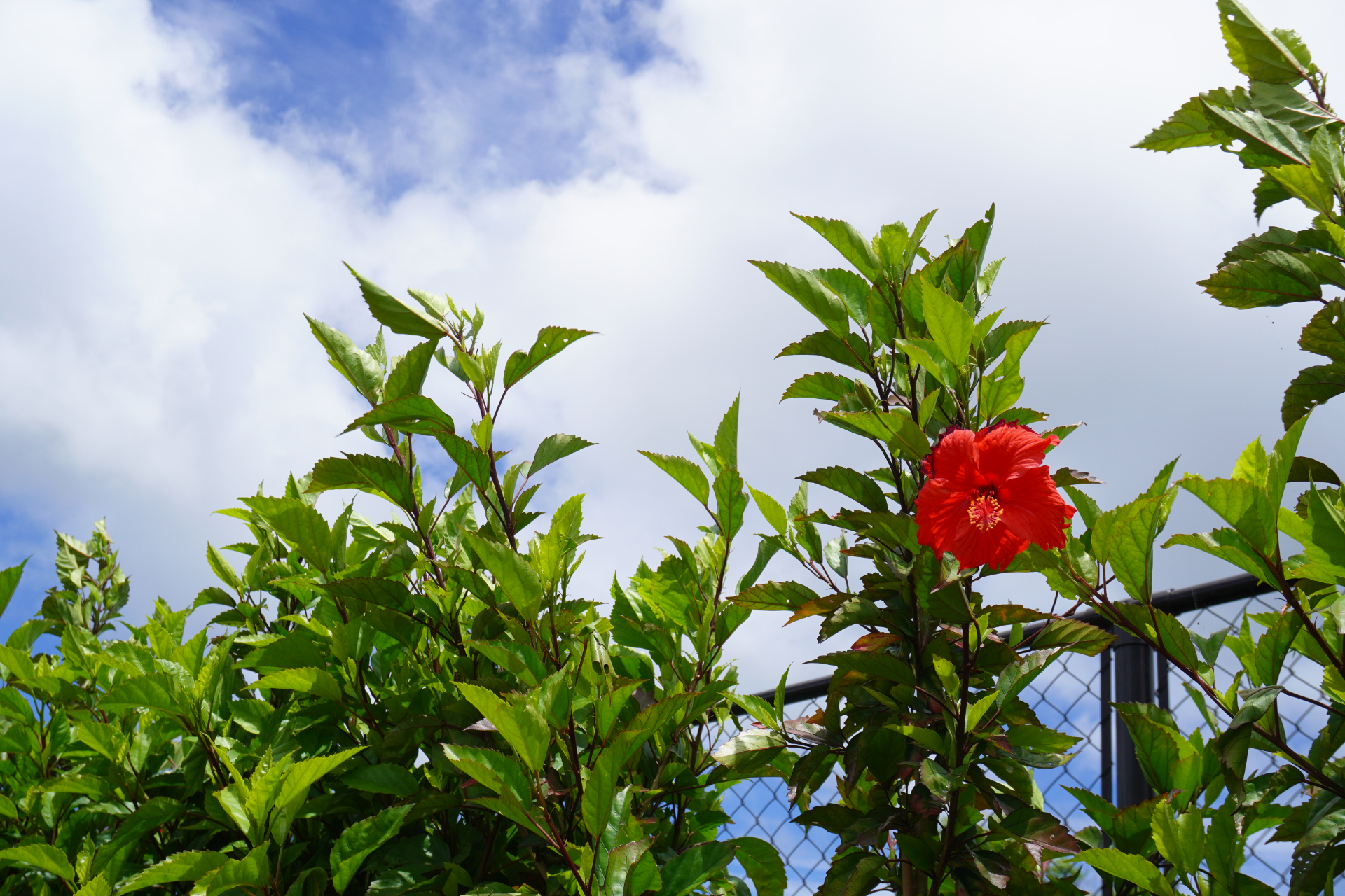 約60ヘクタールの敷地に広がるテーマパーク。原生林や南国植物が生い茂る