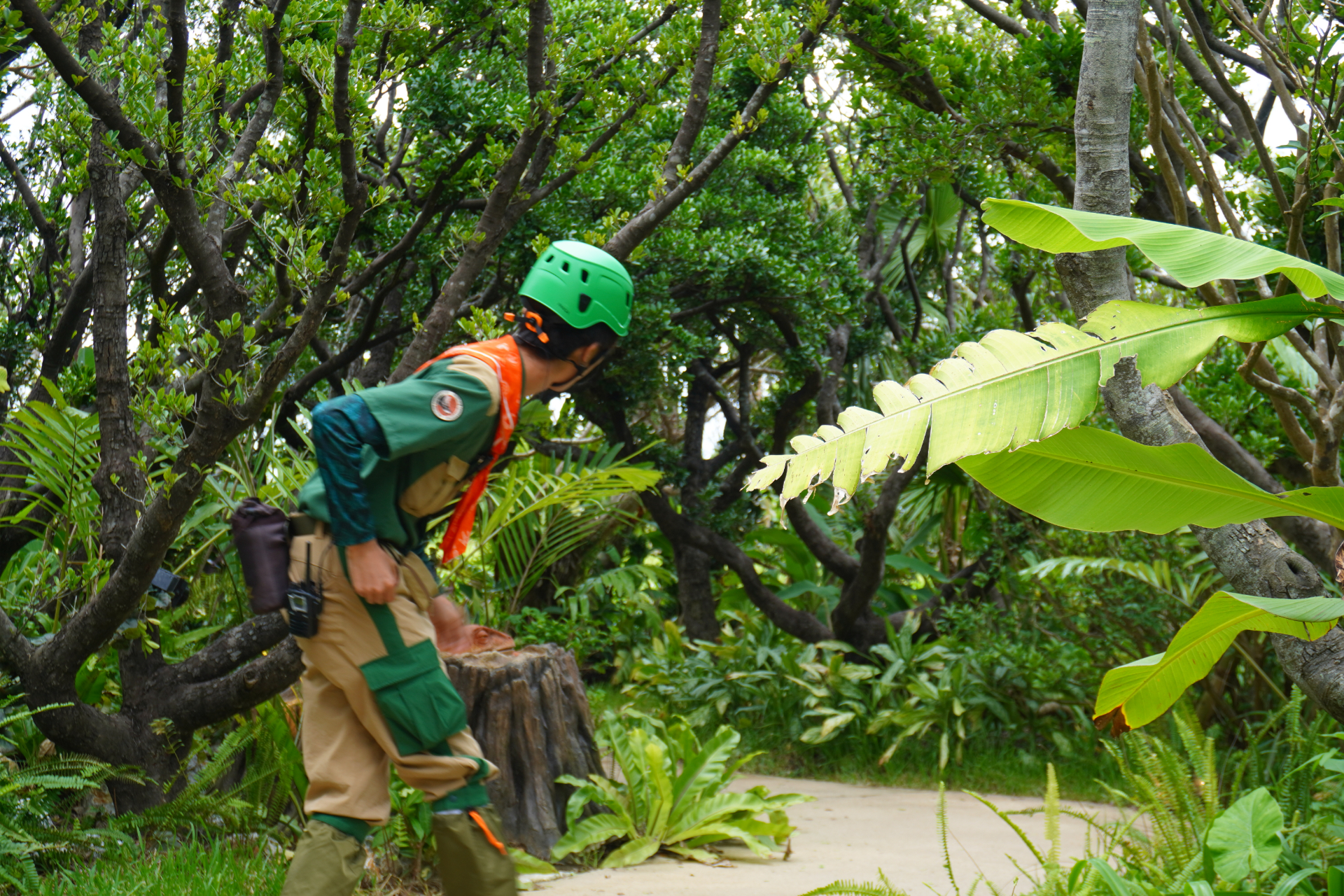 「ファインディングダイナソー」は、迷子になった恐竜の赤ちゃんを探すジャングルツアー。途中にはトロッコや吊り橋もあり、クライマックスは狭い洞窟の中へ。そこで見られる感動の光景は、ぜひパークに来場して体験を。ツアーの最後には参加者特典のステッカーシールがもらえ、動く恐竜との記念撮影も楽しめる