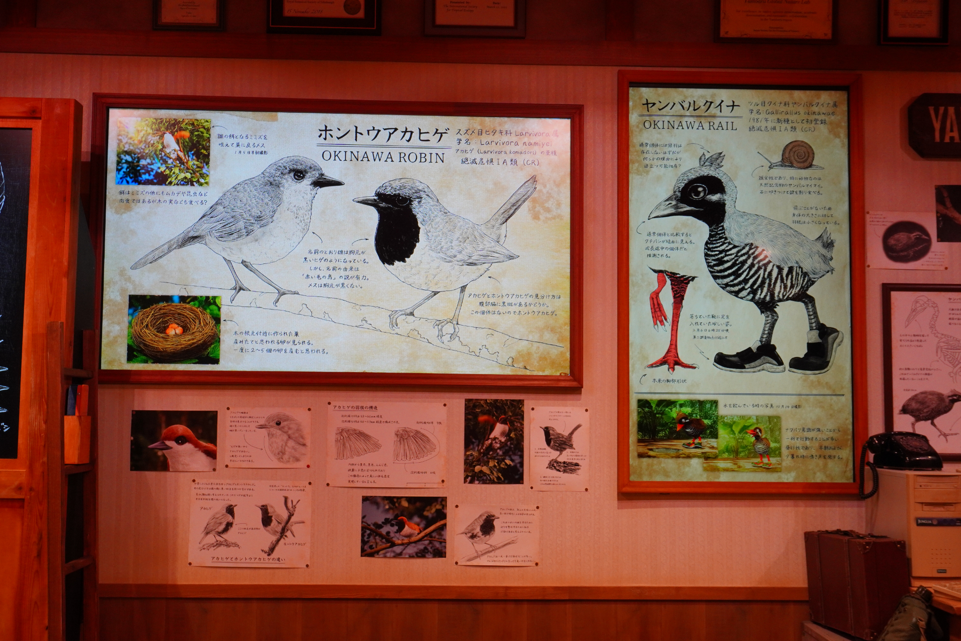 屋内シアター型アトラクション「やんばるフレンズ」。プレショーでは研究所のような空間でやんばるの森の生態について学びつつ、動くはずのない絵が生き物のようにはしゃぎだし……。メインシアターへ移動すると、ヤンバルクイナの「ジャン」と守り神のシーサー「シン」が登場し、ゲストとの会話や問答を繰り広げる。突然雨が振り出して濡れちゃうかも？