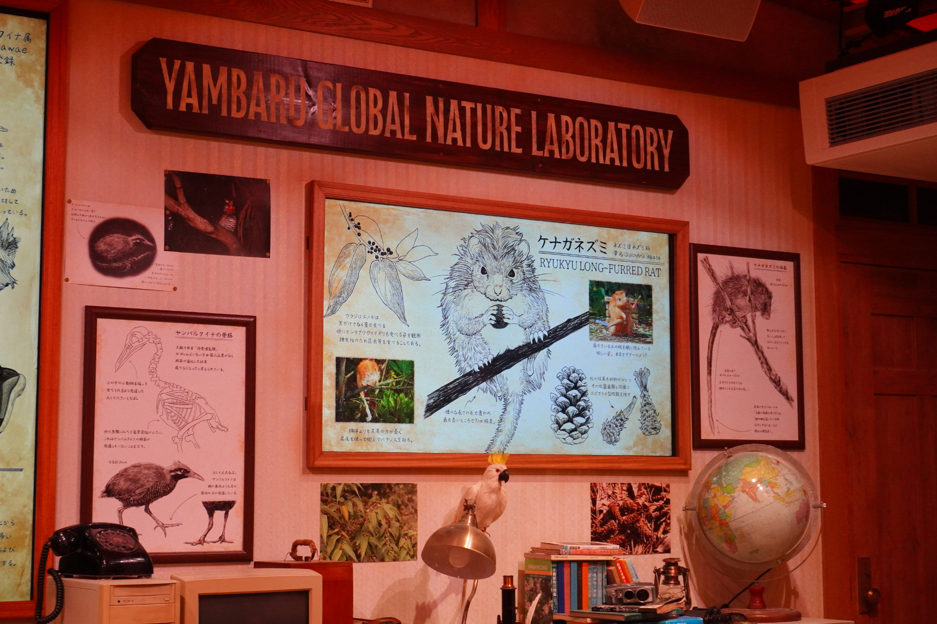 屋内シアター型アトラクション「やんばるフレンズ」。プレショーでは研究所のような空間でやんばるの森の生態について学びつつ、動くはずのない絵が生き物のようにはしゃぎだし……。メインシアターへ移動すると、ヤンバルクイナの「ジャン」と守り神のシーサー「シン」が登場し、ゲストとの会話や問答を繰り広げる。突然雨が振り出して濡れちゃうかも？