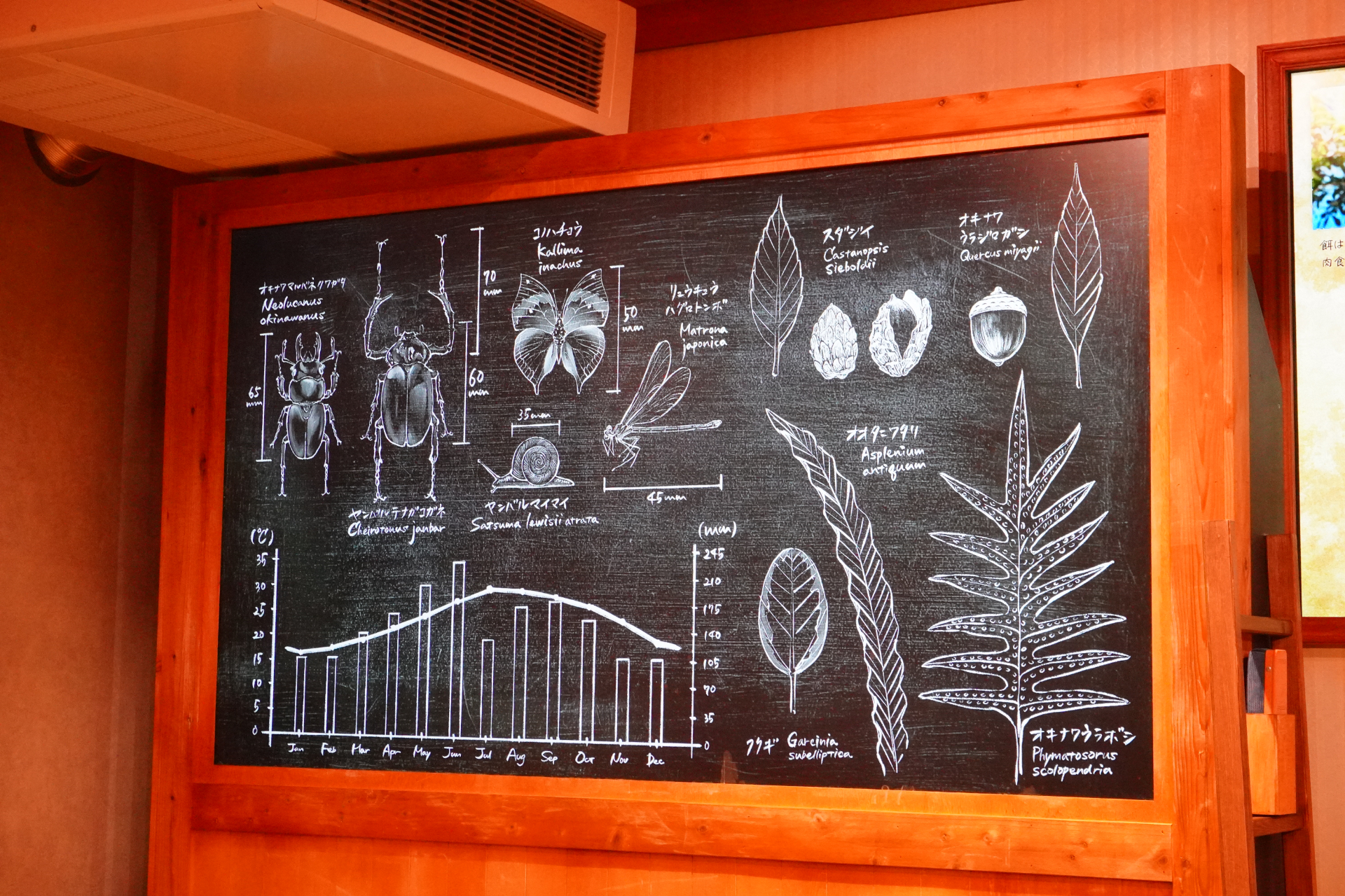 屋内シアター型アトラクション「やんばるフレンズ」。プレショーでは研究所のような空間でやんばるの森の生態について学びつつ、動くはずのない絵が生き物のようにはしゃぎだし……。メインシアターへ移動すると、ヤンバルクイナの「ジャン」と守り神のシーサー「シン」が登場し、ゲストとの会話や問答を繰り広げる。突然雨が振り出して濡れちゃうかも？