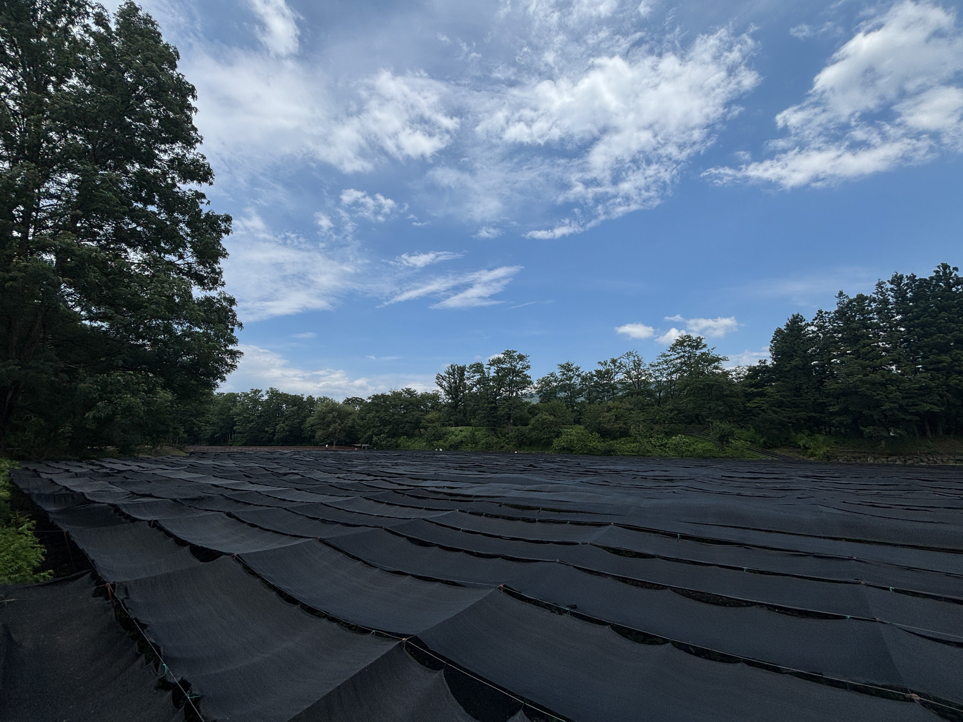 夏は黒いシートがかぶせられているわさび畑