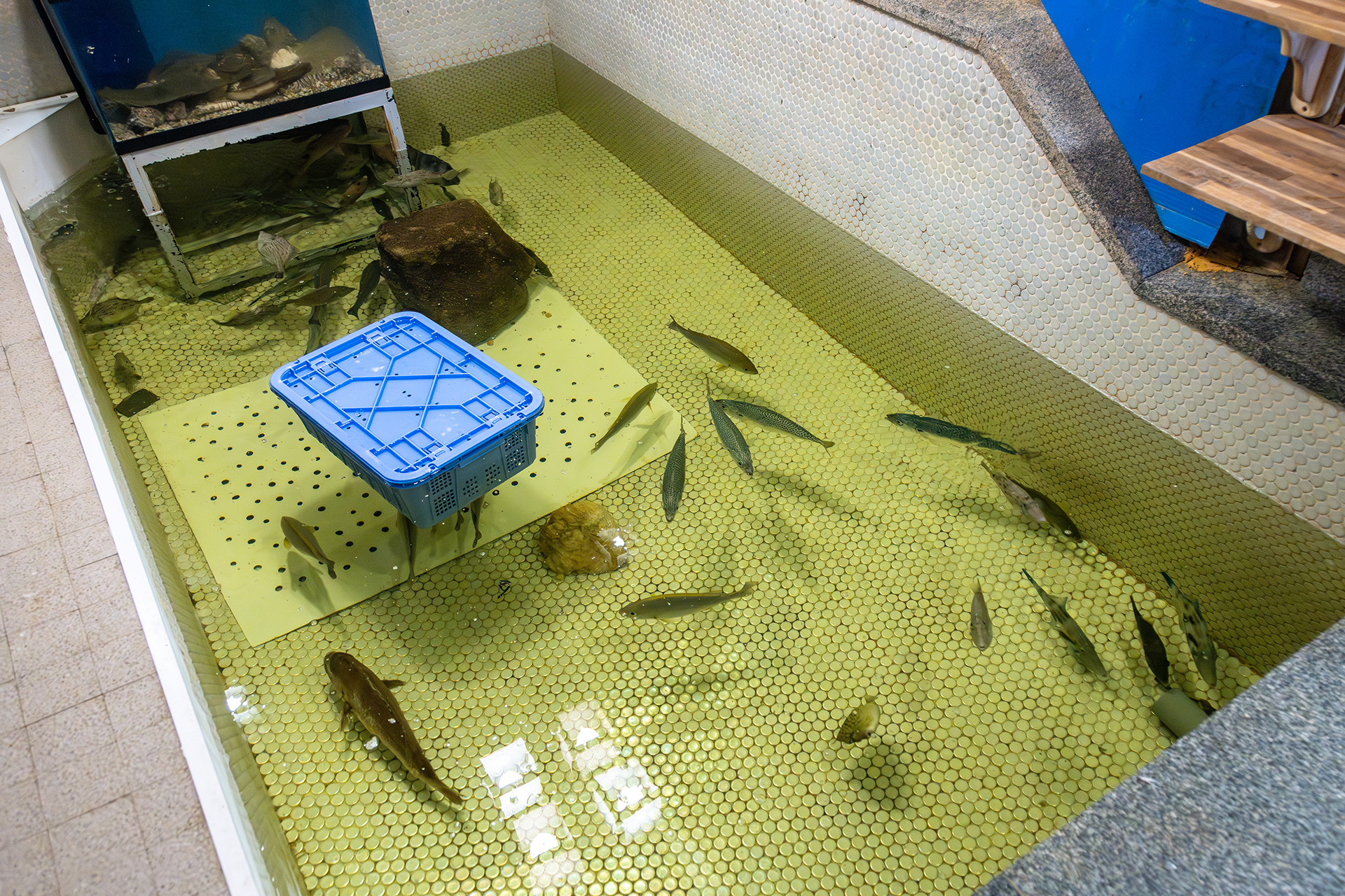 店内に入ると大きな生け簀がお出迎え。青いかごの中には穴子が入っているそうだ