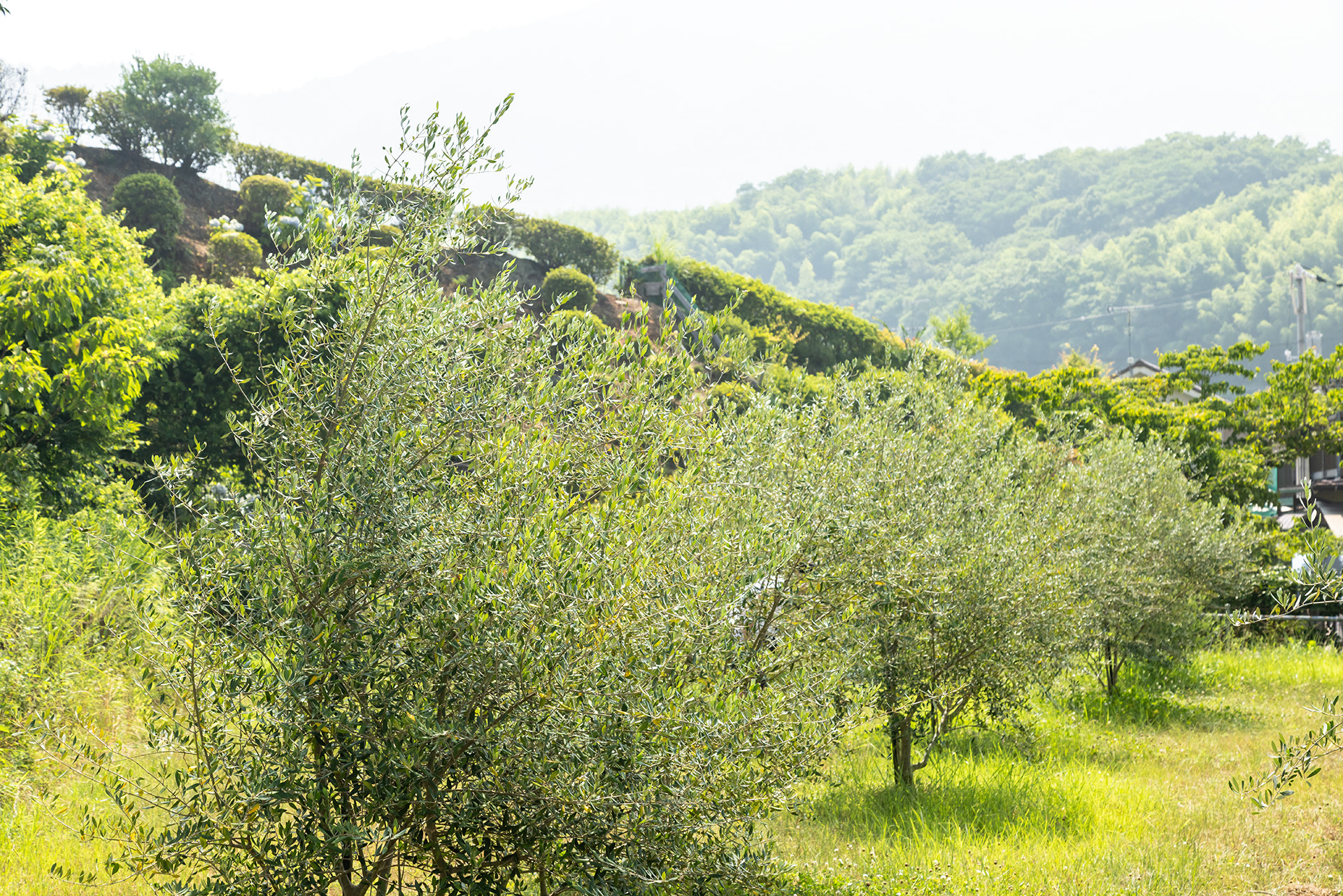 約50本の樹木はギリシャ共和国とのホストタウン交流事業として令和4年に植樹されたもの