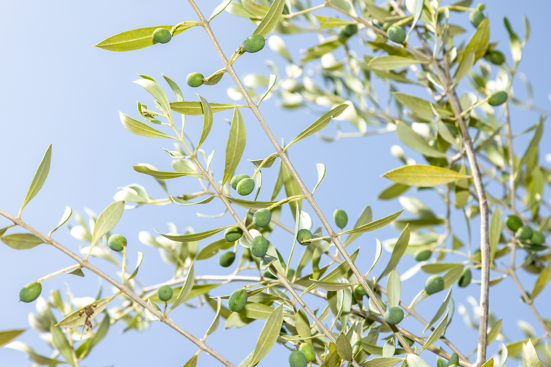 植えられているのはギリシャ原産の「コロネイキ」という品種で実がなっている。収穫までにはもう少し大きくなるというが意外と小さい