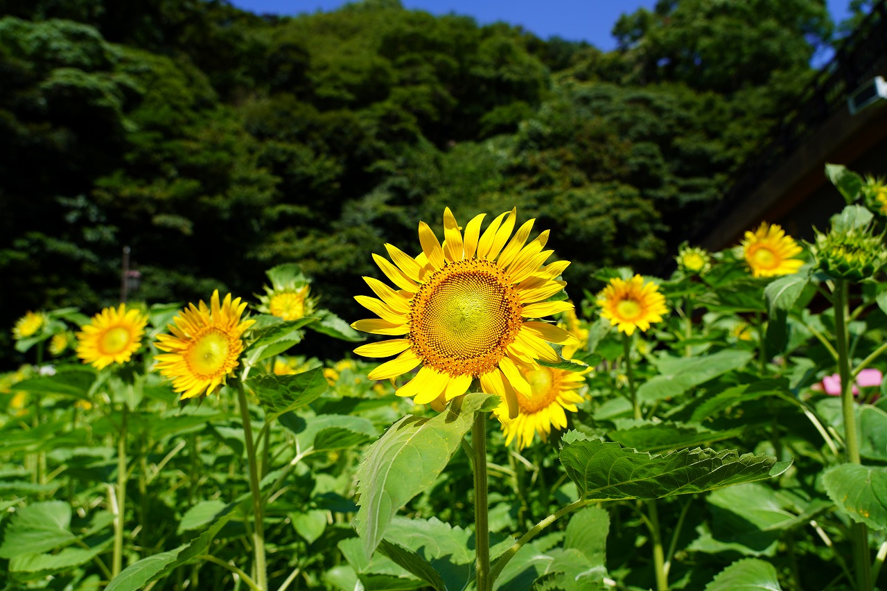横須賀市くりはま花の国で、100万本におよぶ初の大規模ひまわり畑が見頃に