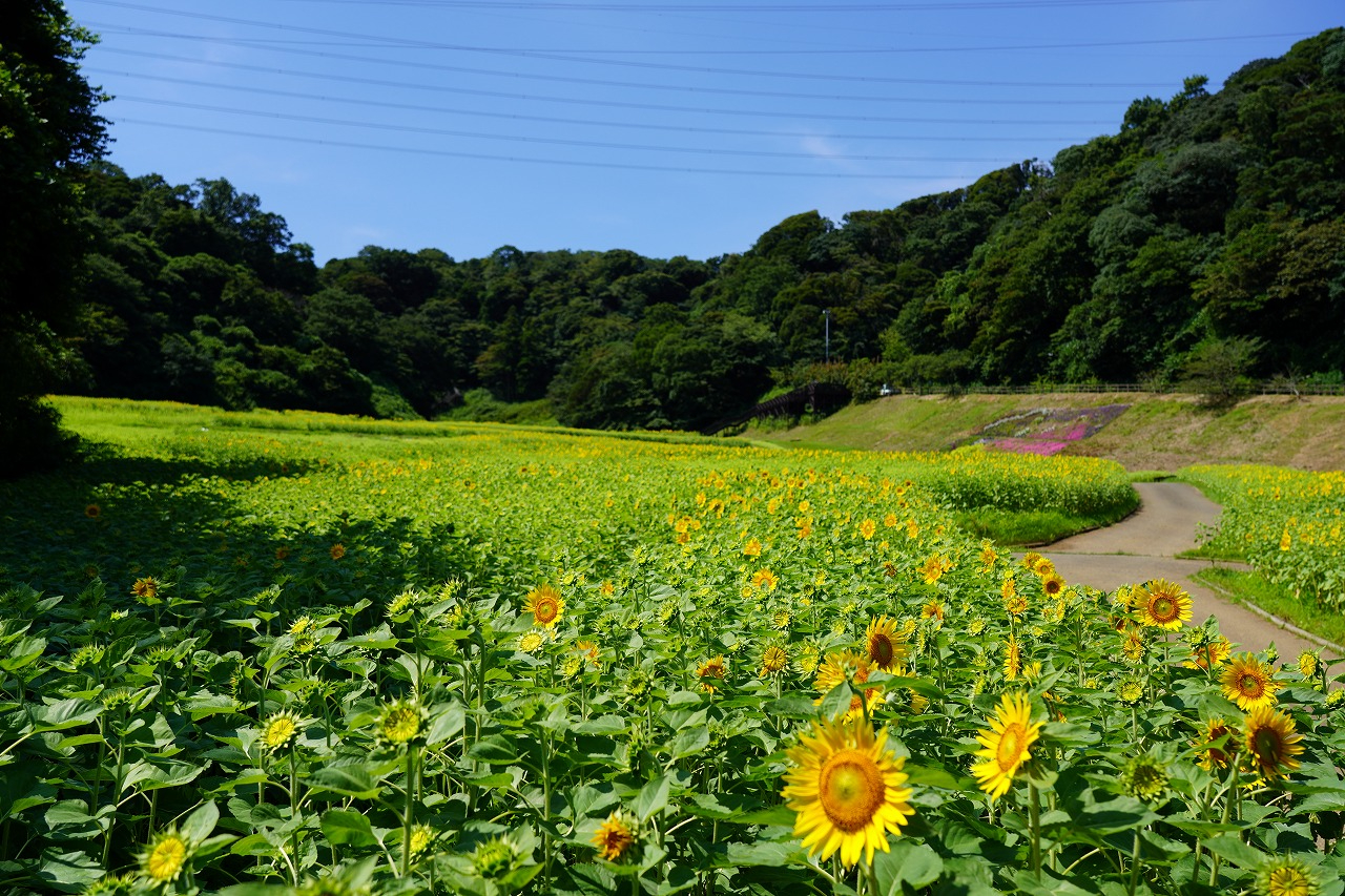 緑肥としてポピー・コスモス園にヒマワリ品種パイオニアを植栽することで、秋に向けて土壌に栄養分などを供給。これにより、100万本の大規模なひまわり畑が広がる