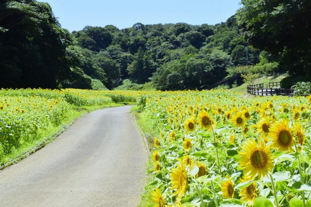 緑肥としてポピー・コスモス園にヒマワリ品種パイオニアを植栽することで、秋に向けて土壌に栄養分などを供給。これにより、100万本の大規模なひまわり畑が広がる
